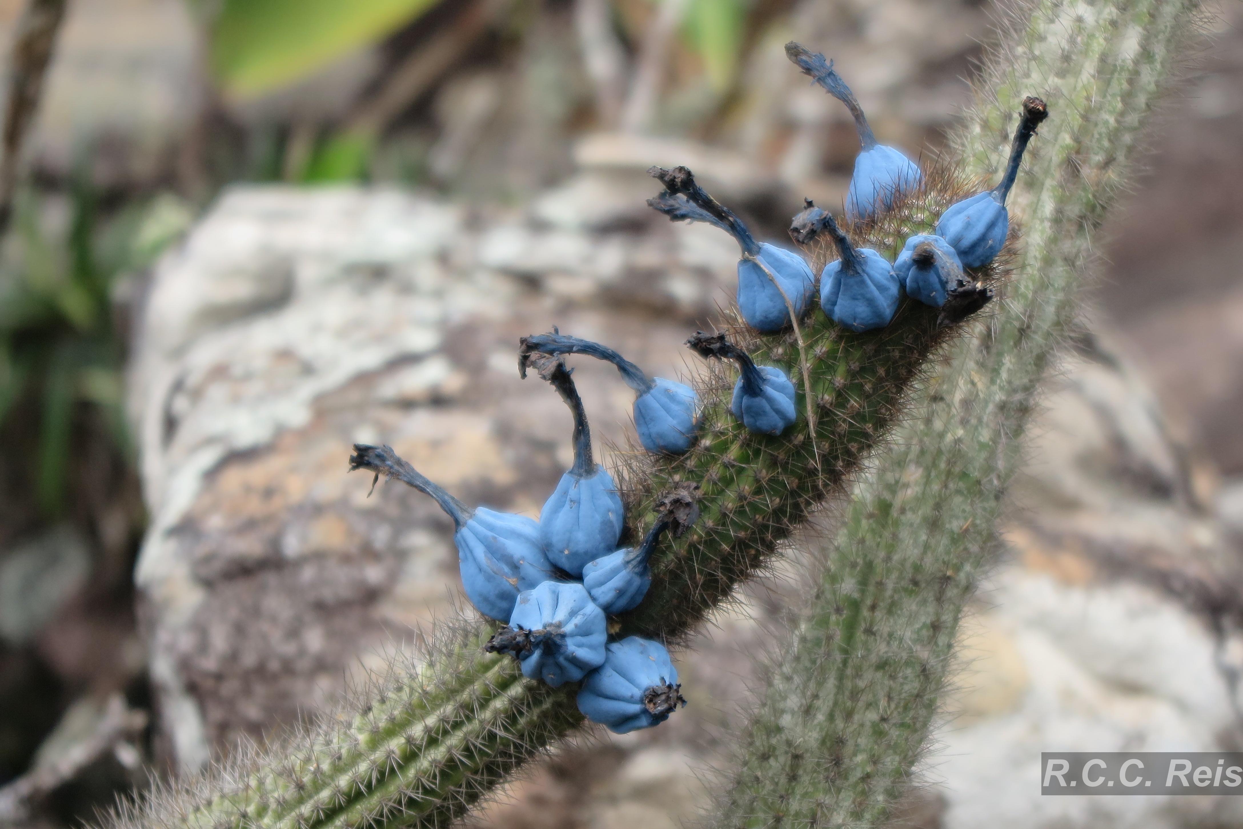 Flora e Funga do Brasil