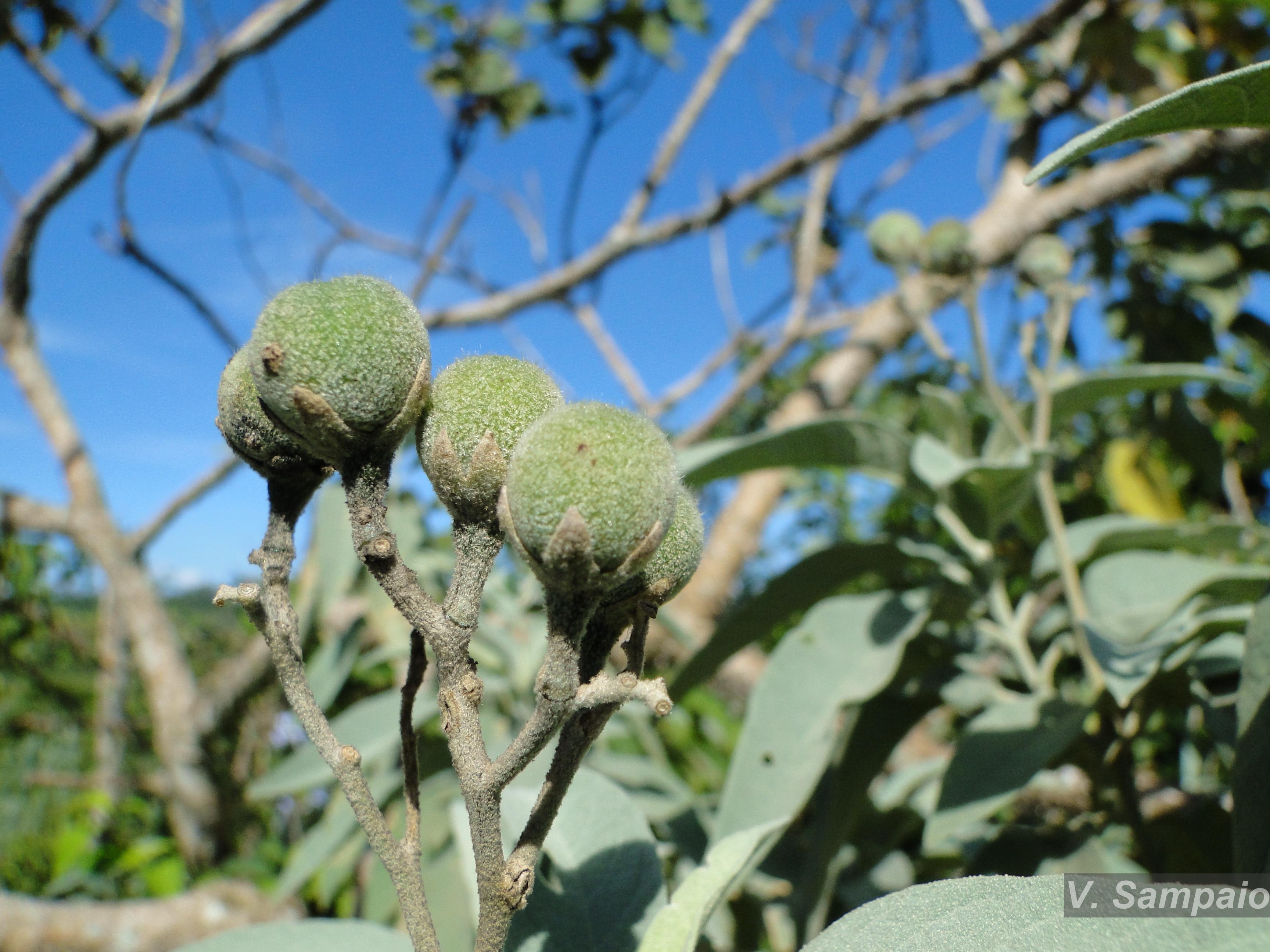 Flora e Funga do Brasil