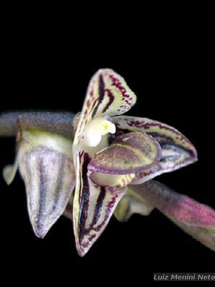 Flora e Funga do Brasil