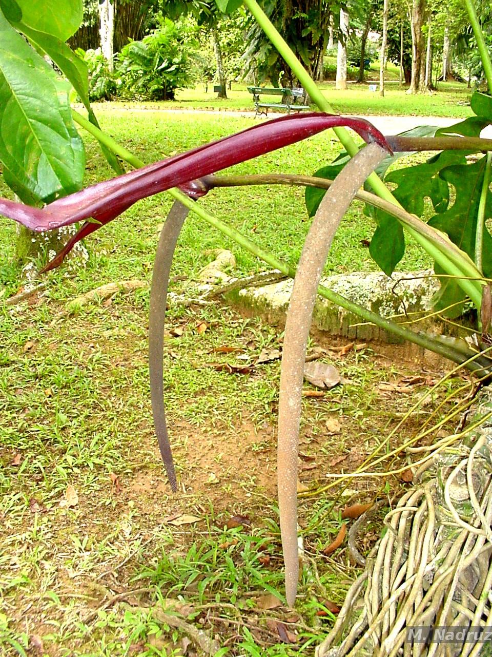 Flora e Funga do Brasil