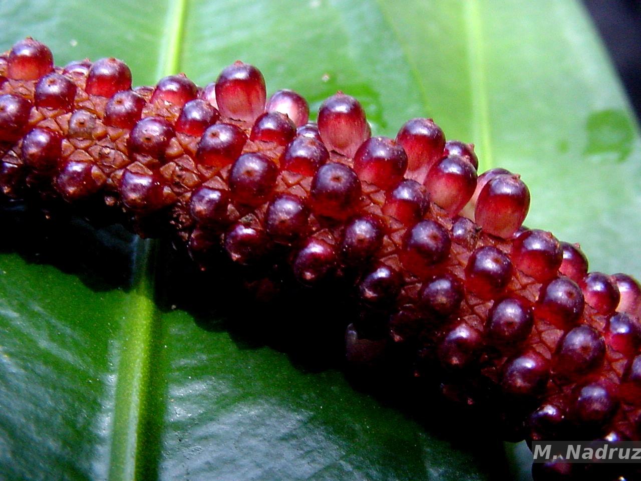 Flora e Funga do Brasil - Anthurium longifolium (Hoffmanns.) G.Don