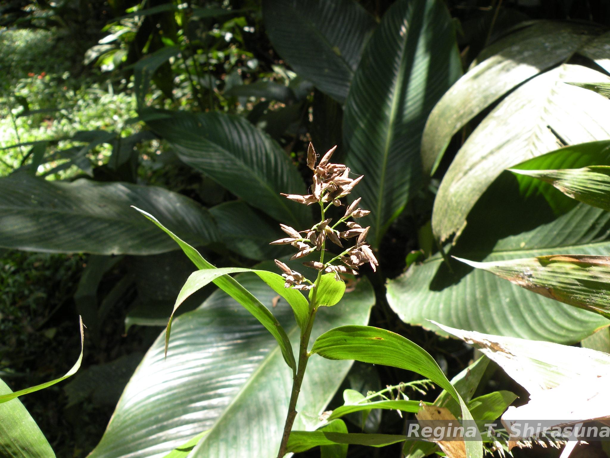 Flora e Funga do Brasil