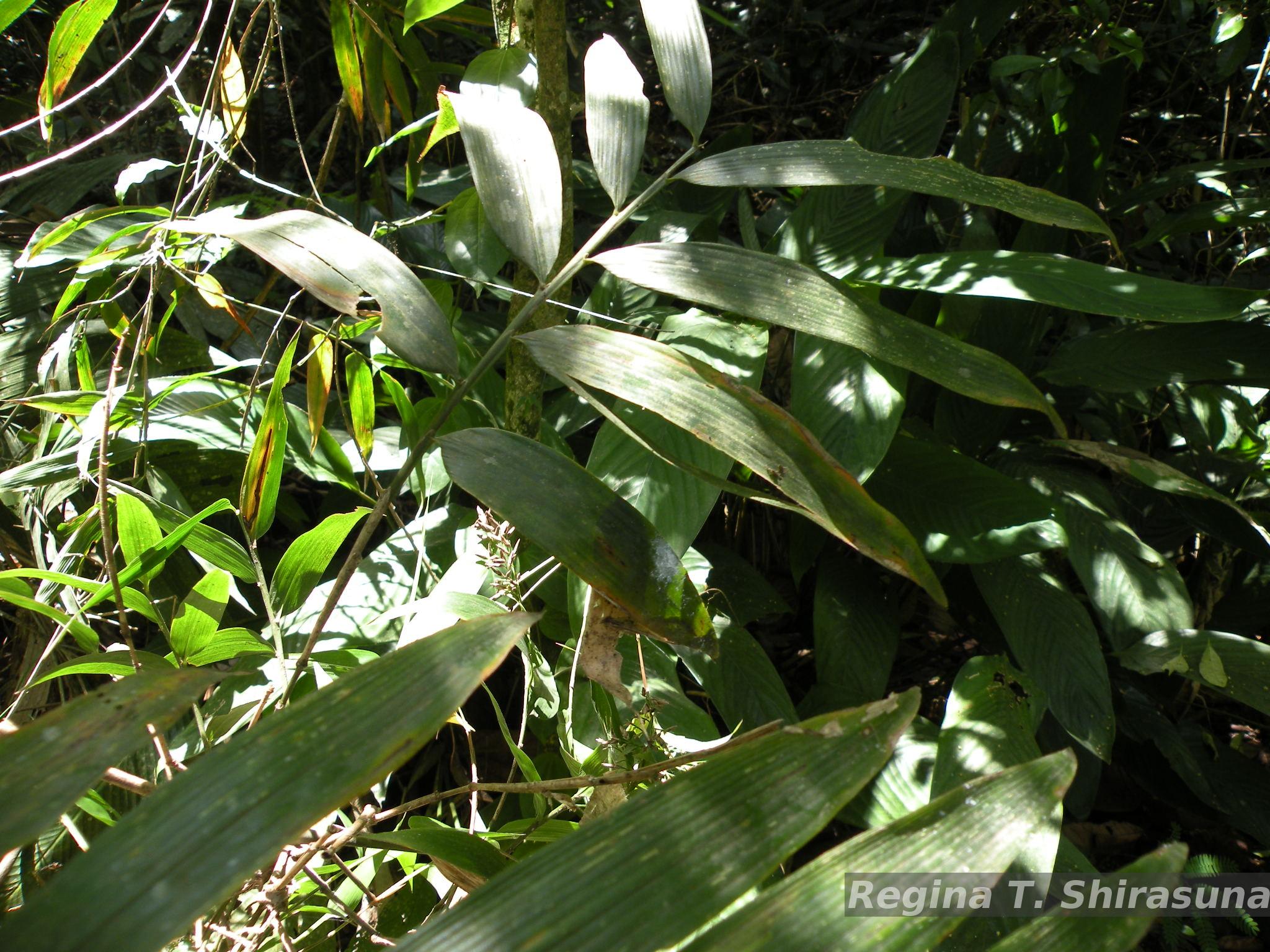 Flora e Funga do Brasil