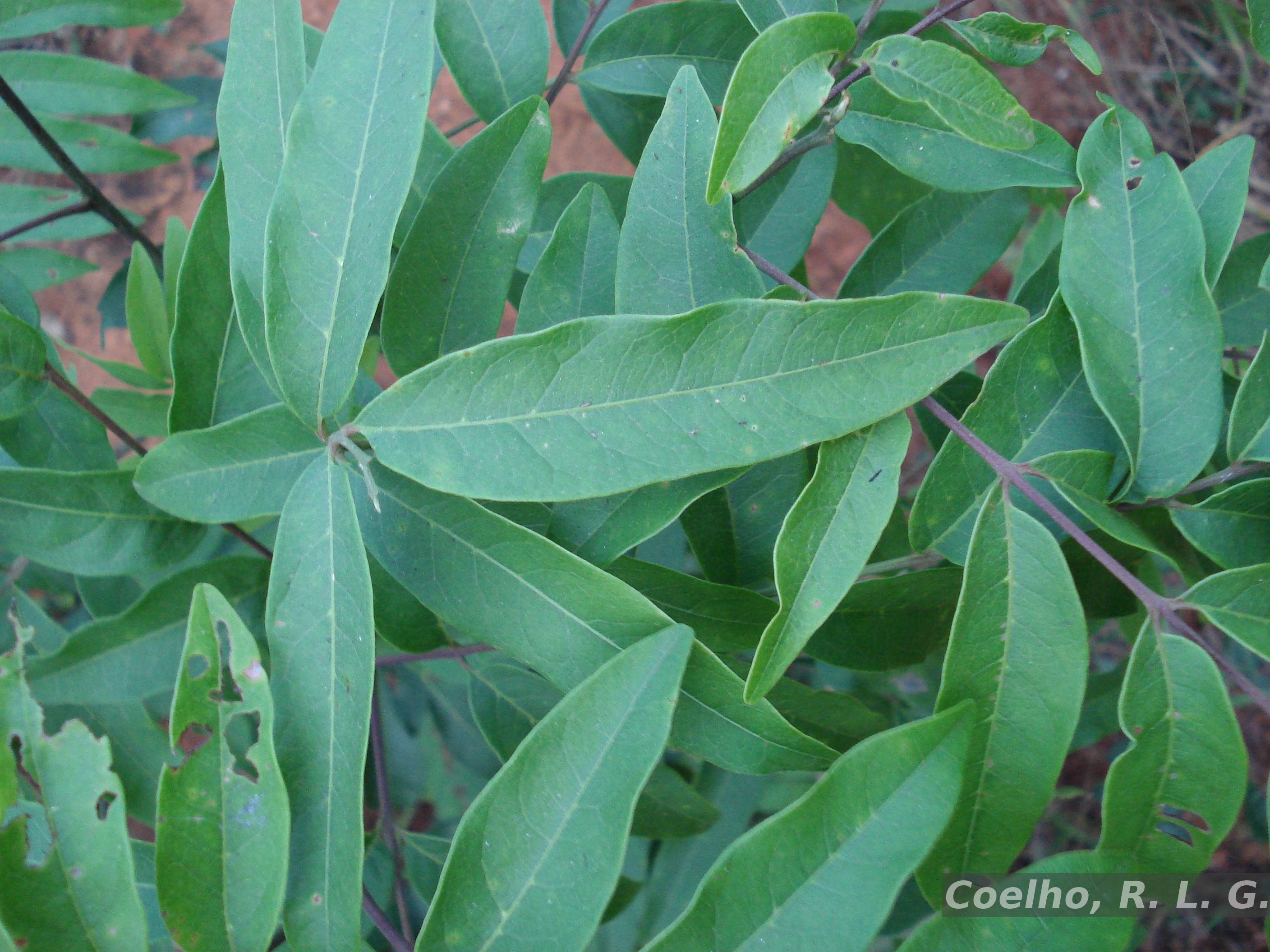 Flora e Funga do Brasil - Vismia guianensis (Aubl.) Choisy