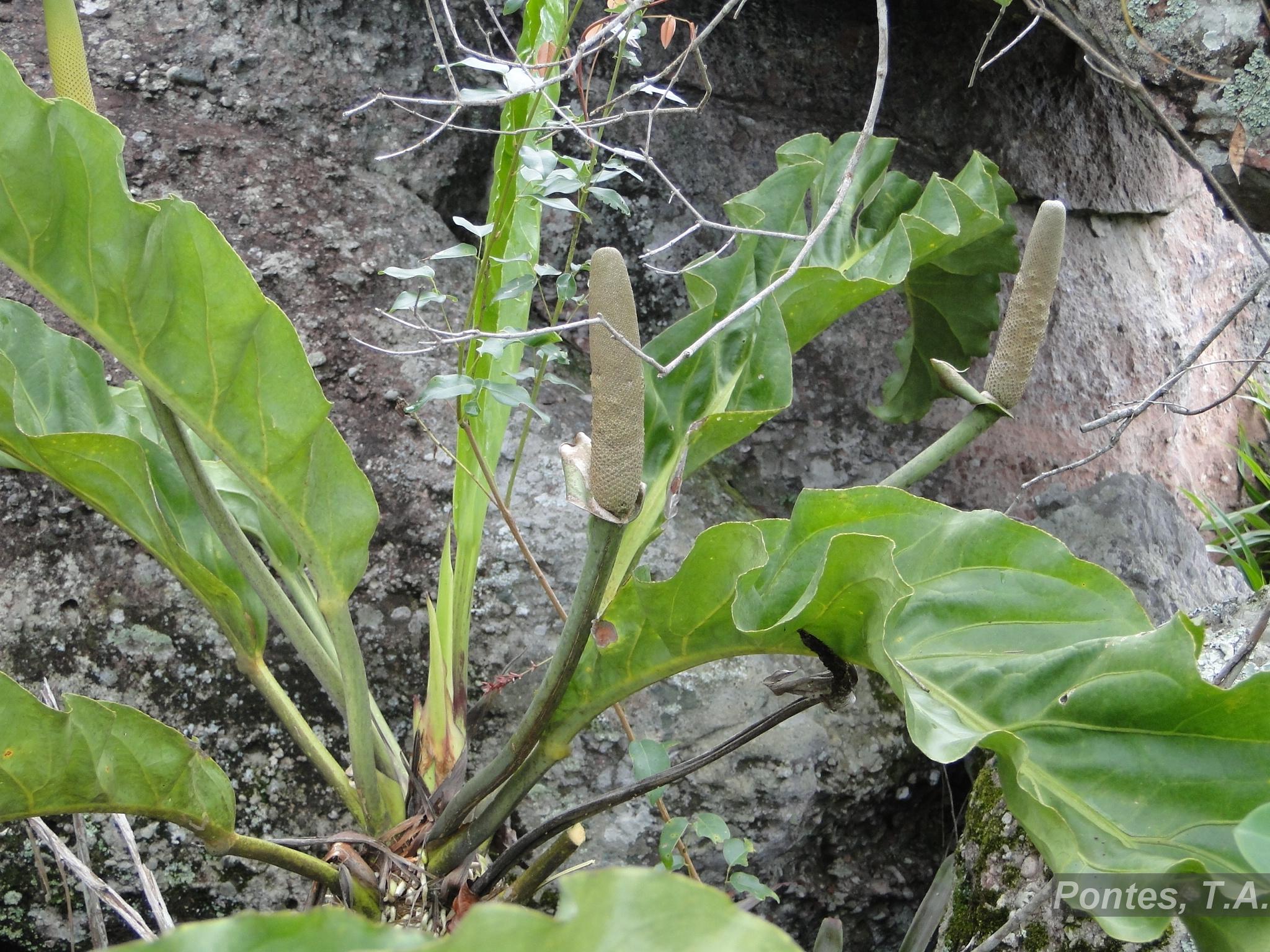 Flora e Funga do Brasil - Anthurium affine Schott
