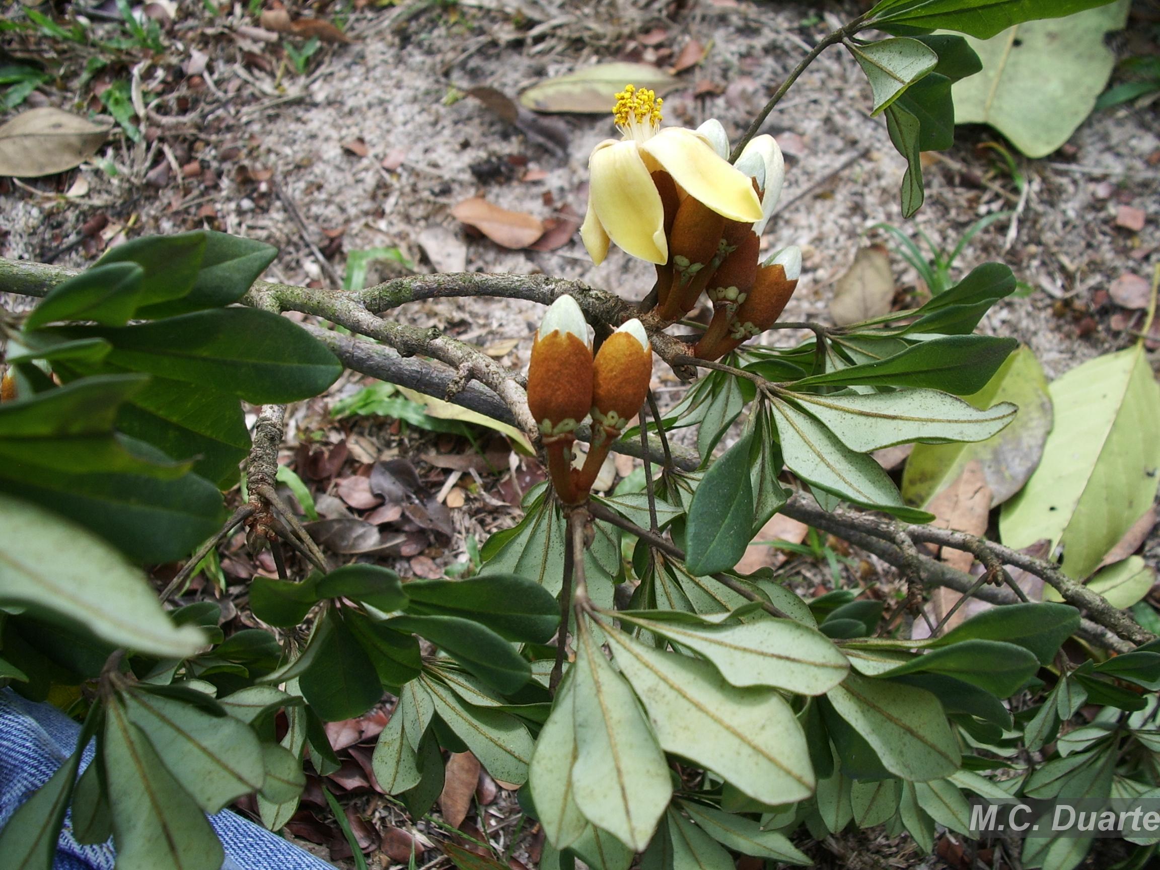 Flora e Funga do Brasil - Garcinia macrophylla Mart.