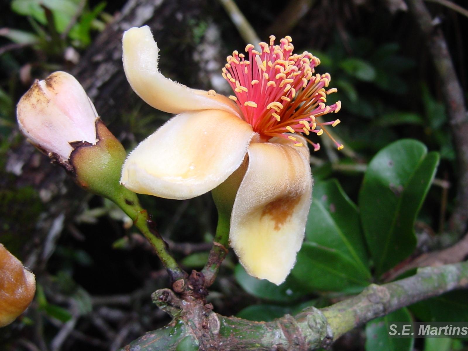 Flora e Funga do Brasil
