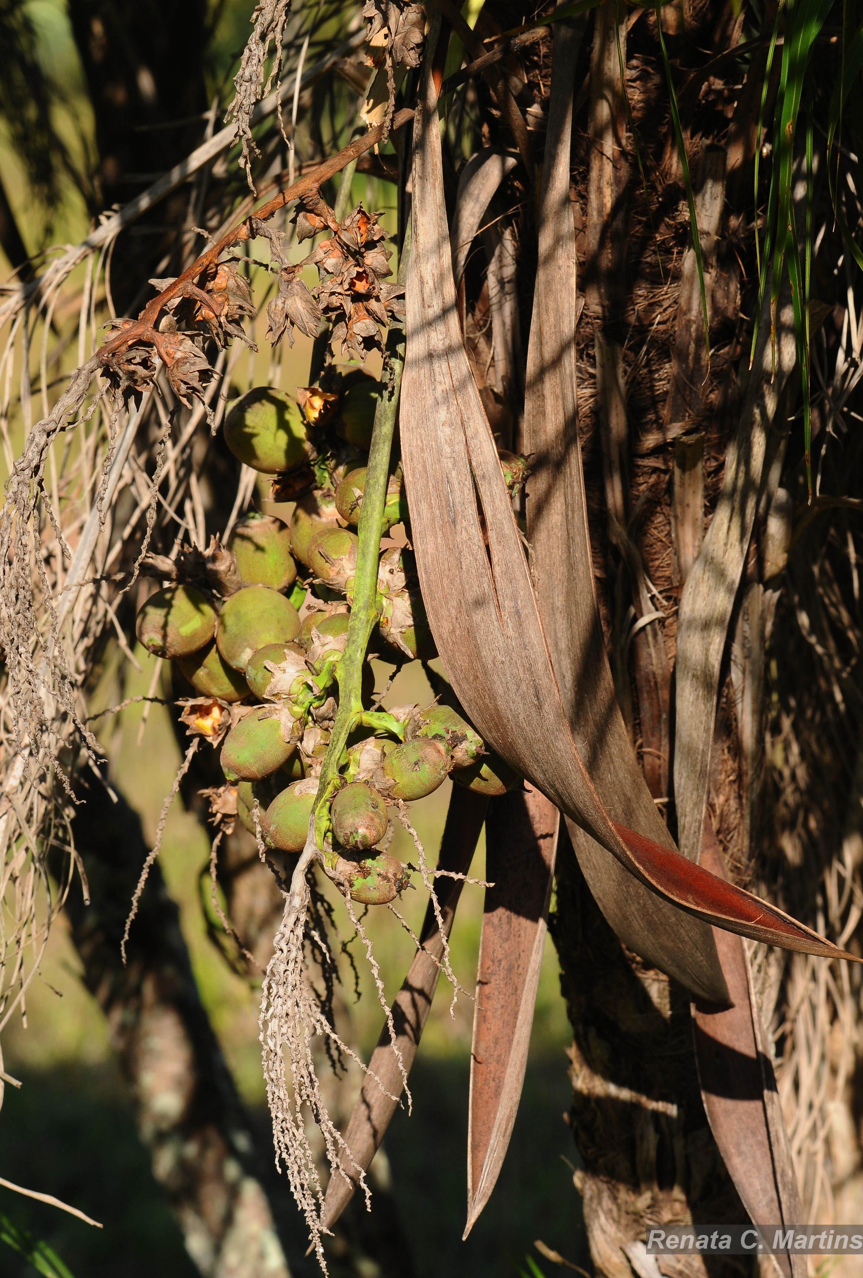 Flora e Funga do Brasil - Syagrus flexuosa (Mart.) Becc.