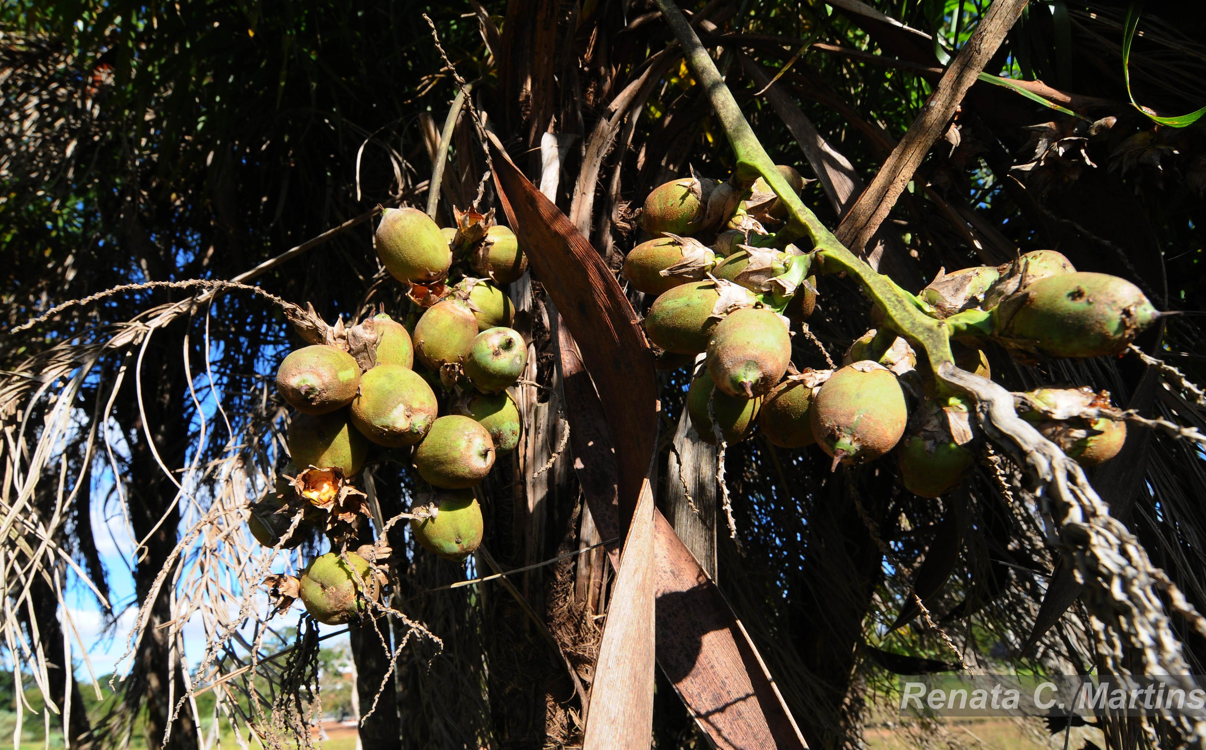 Flora e Funga do Brasil - Syagrus flexuosa (Mart.) Becc.