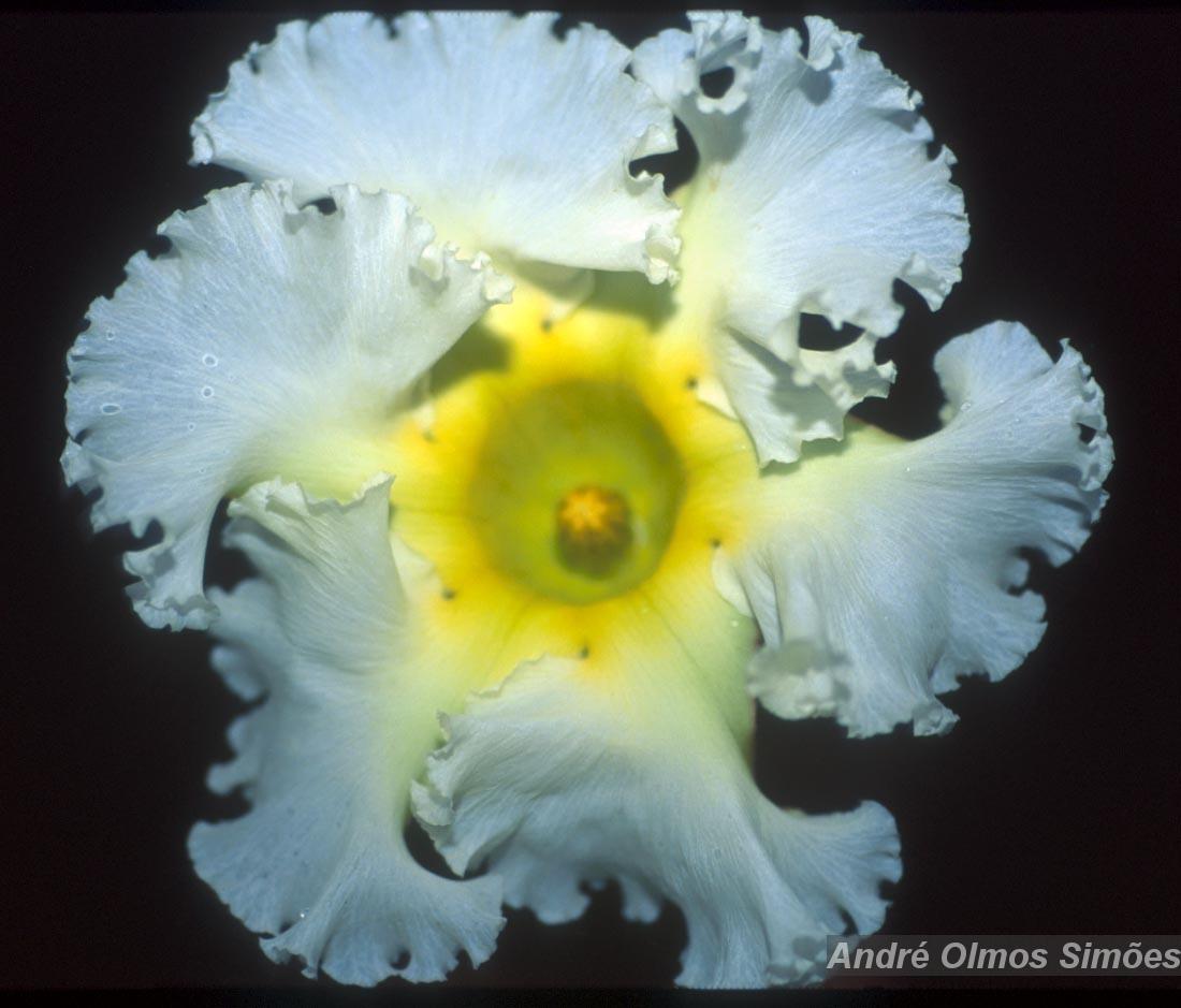 Flora e Funga do Brasil