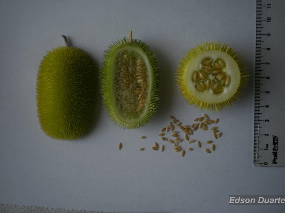 お み  Flora e Funga do Brasil