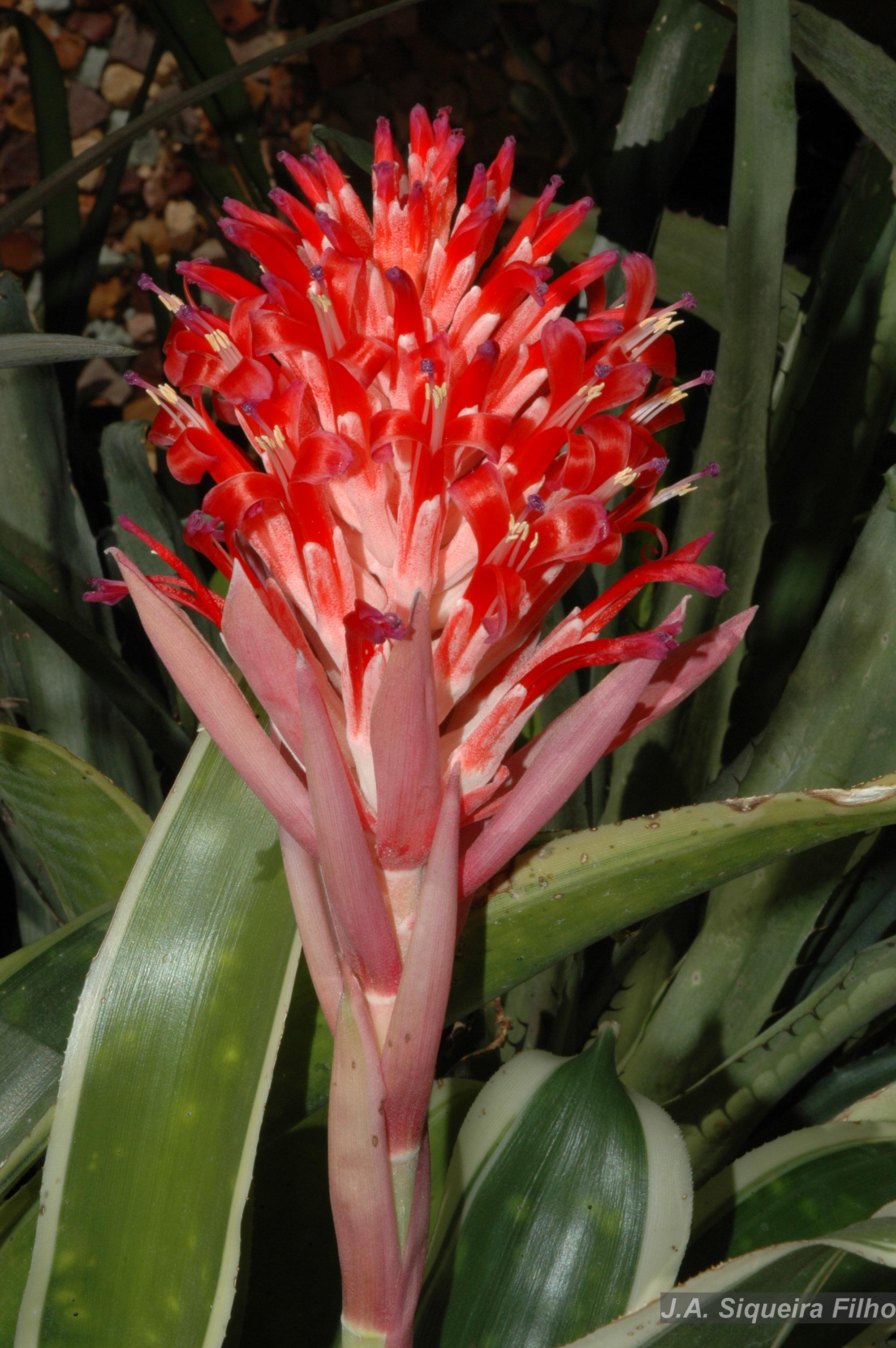 Flora e Funga do Brasil