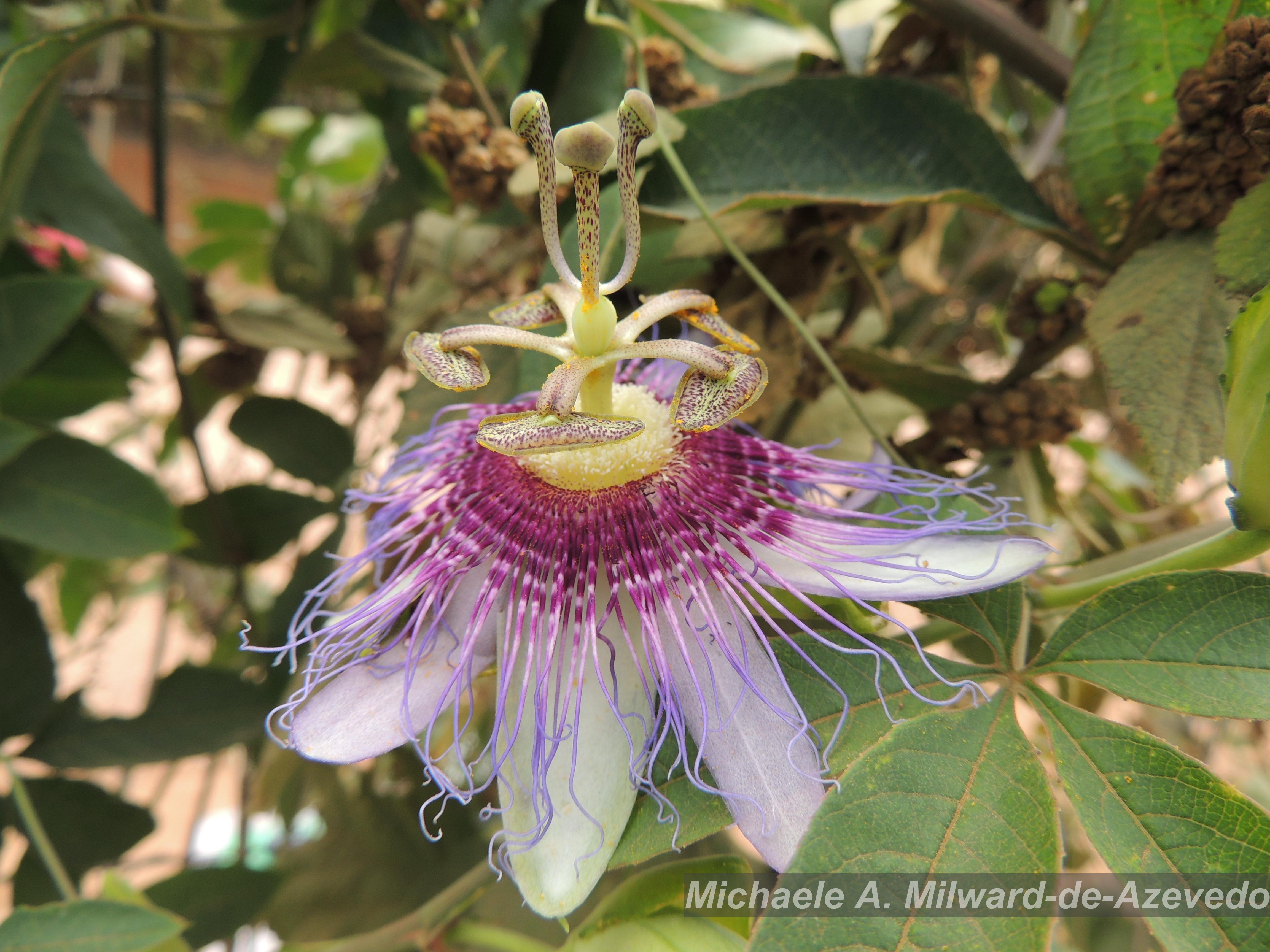 Flora e Funga do Brasil - Garcinia macrophylla Mart.