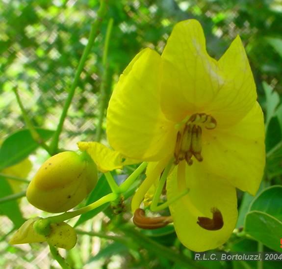 Flora e Funga do Brasil