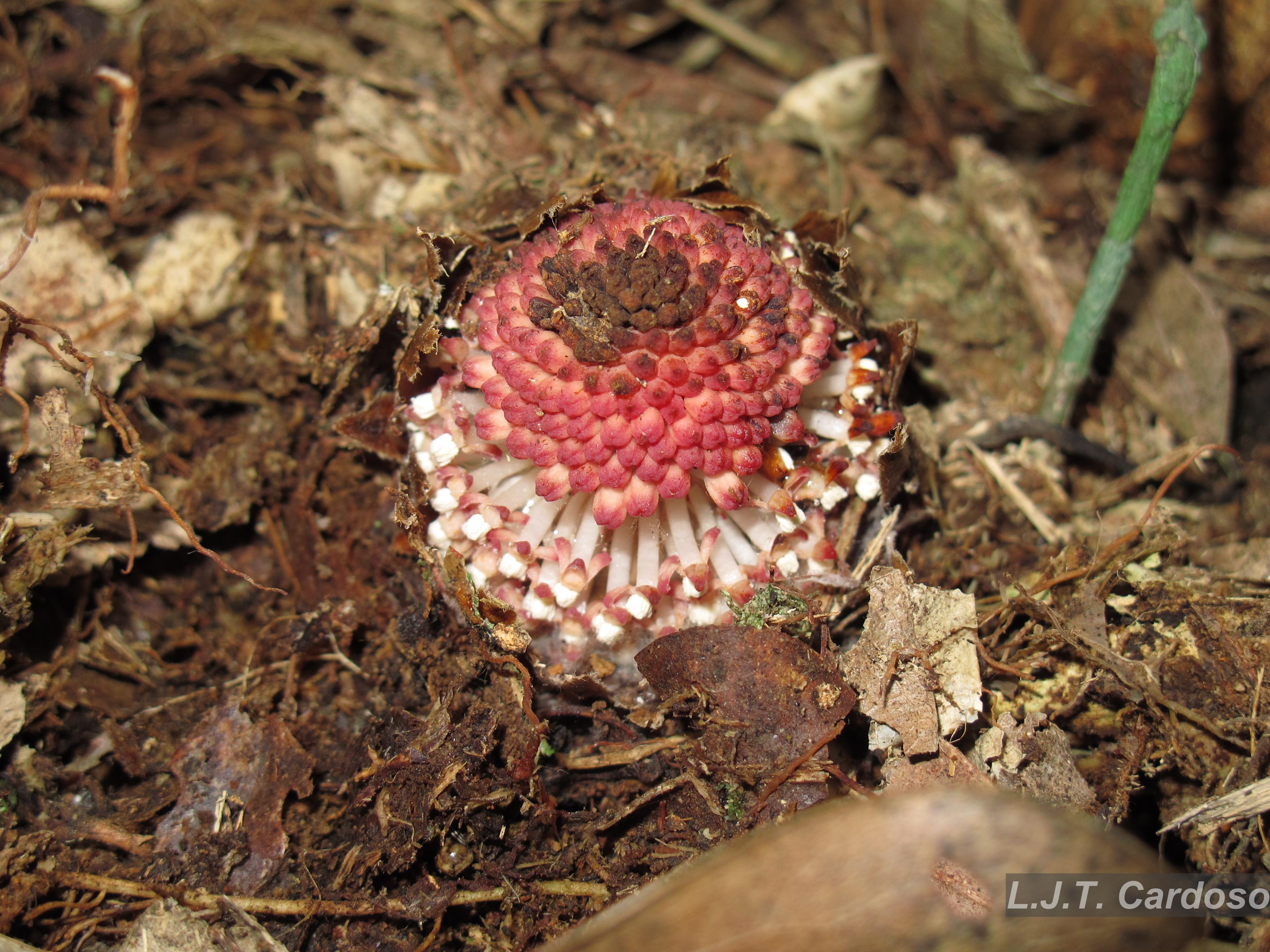 Flora e Funga do Brasil
