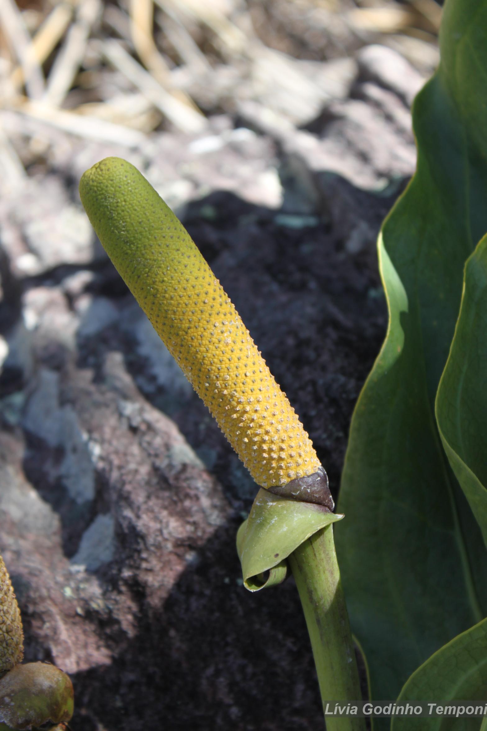 alocasia zebrina braune spitzen Tipps zur Pflege deiner Pflanze : Alocasia zebrina – PflanzenFuerAlle main image 1