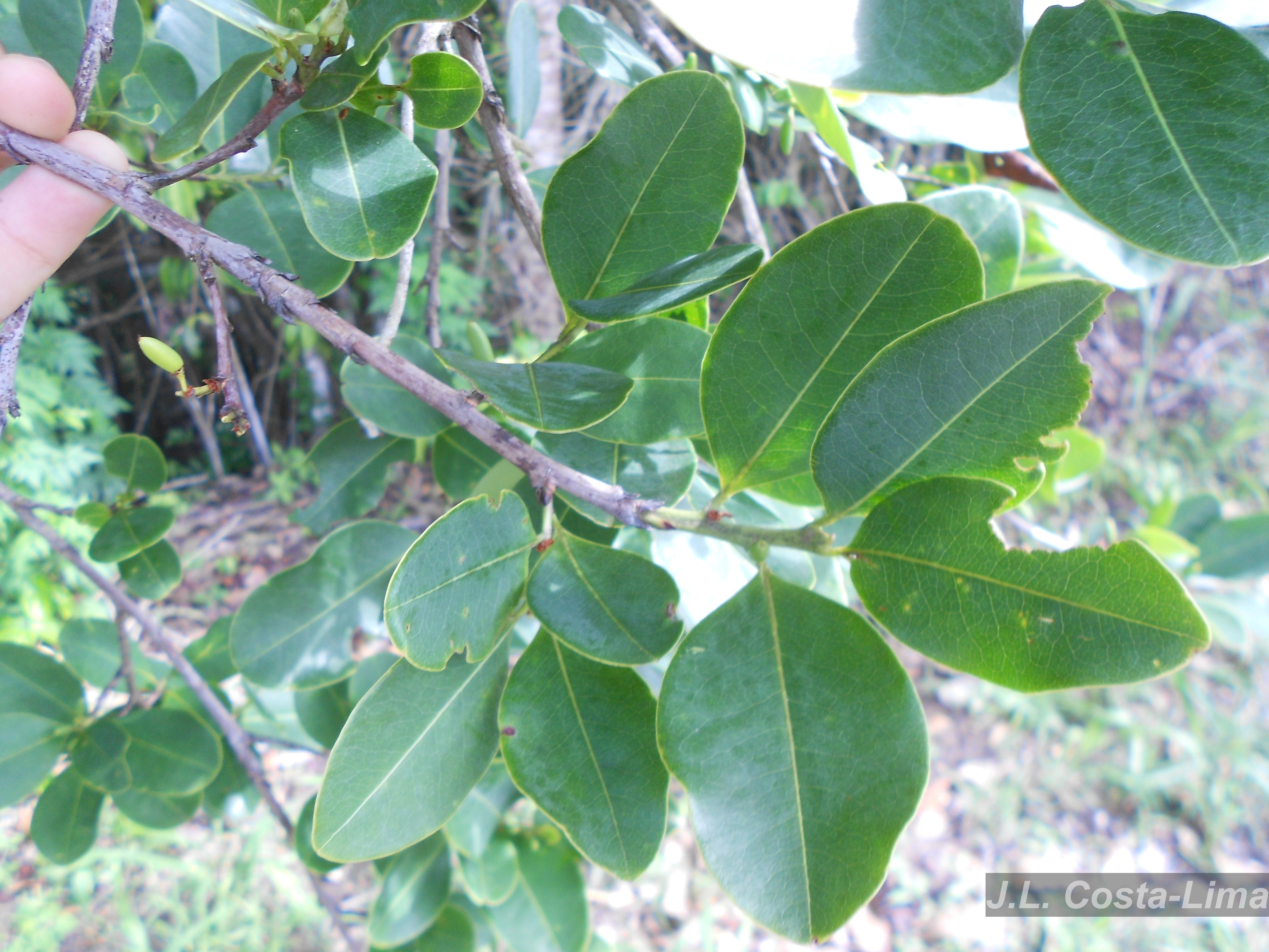 【REDRUM】G-K.I.D VINGO BARK Easy Booze Red Mint 275ml | Imigrantes Bebidas