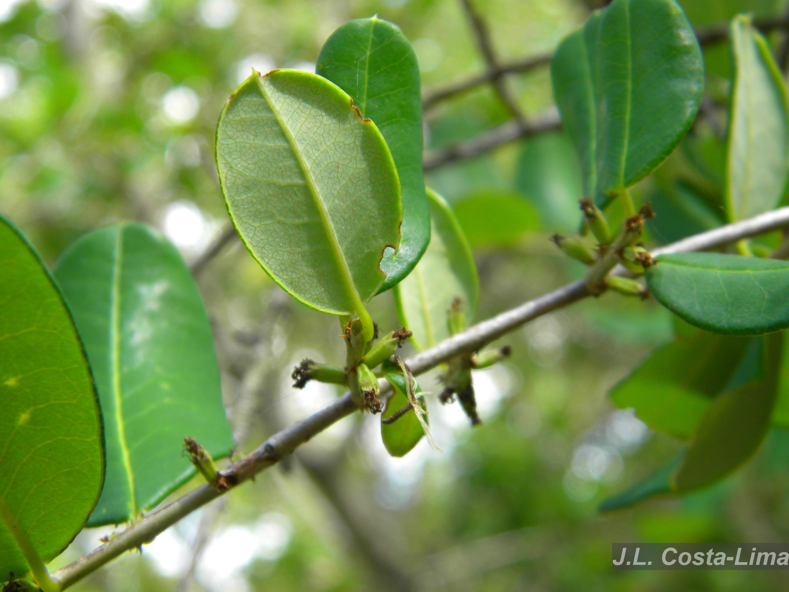 GIRUVI 「Grow on the Wall」Gracilius Flora e Funga do Brasil