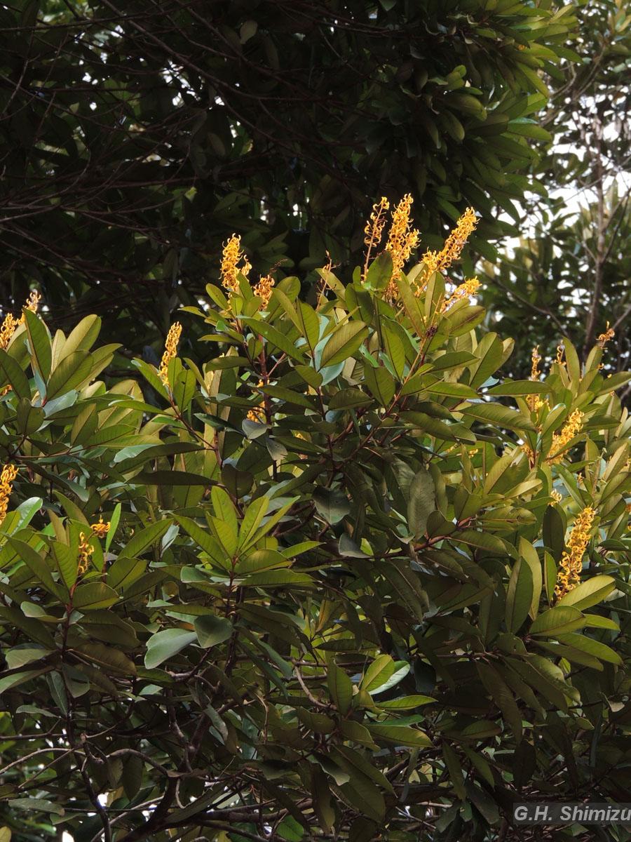 Flora e Funga do Brasil