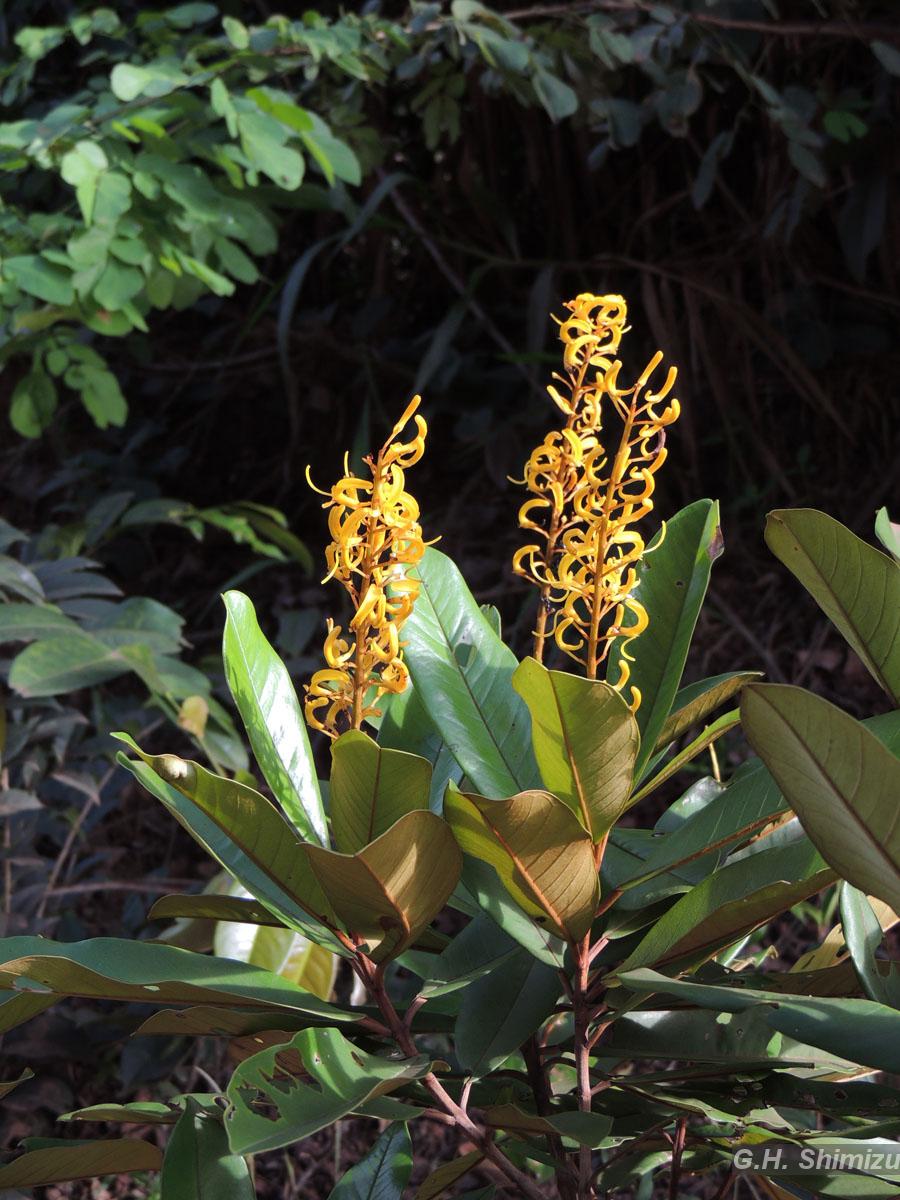 Flora e Funga do Brasil