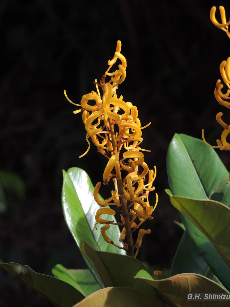 DEGさん専用　中型 塊根植物 Foquieria pulpusii Flora e Funga do Brasil
