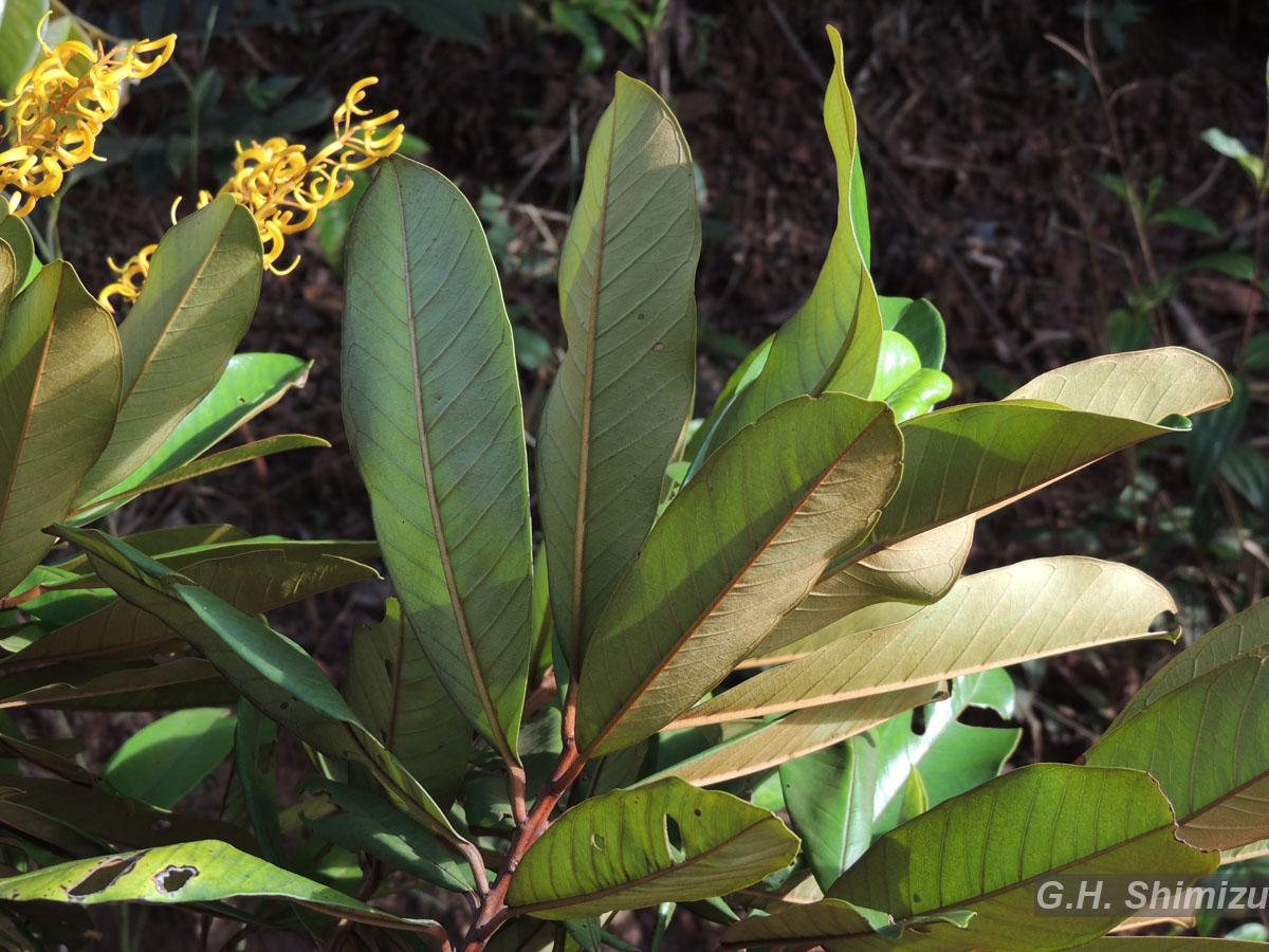 Flora e Funga do Brasil
