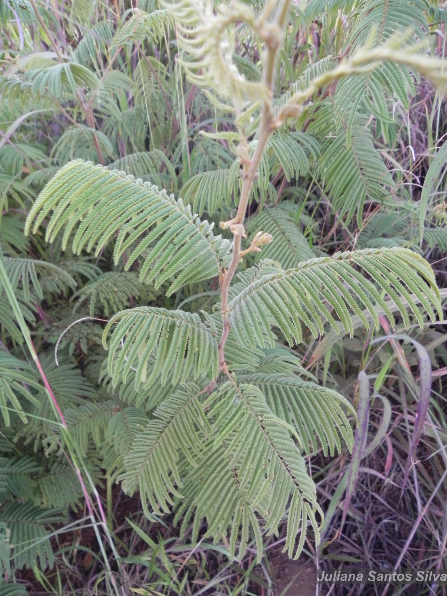 Flora e Funga do Brasil