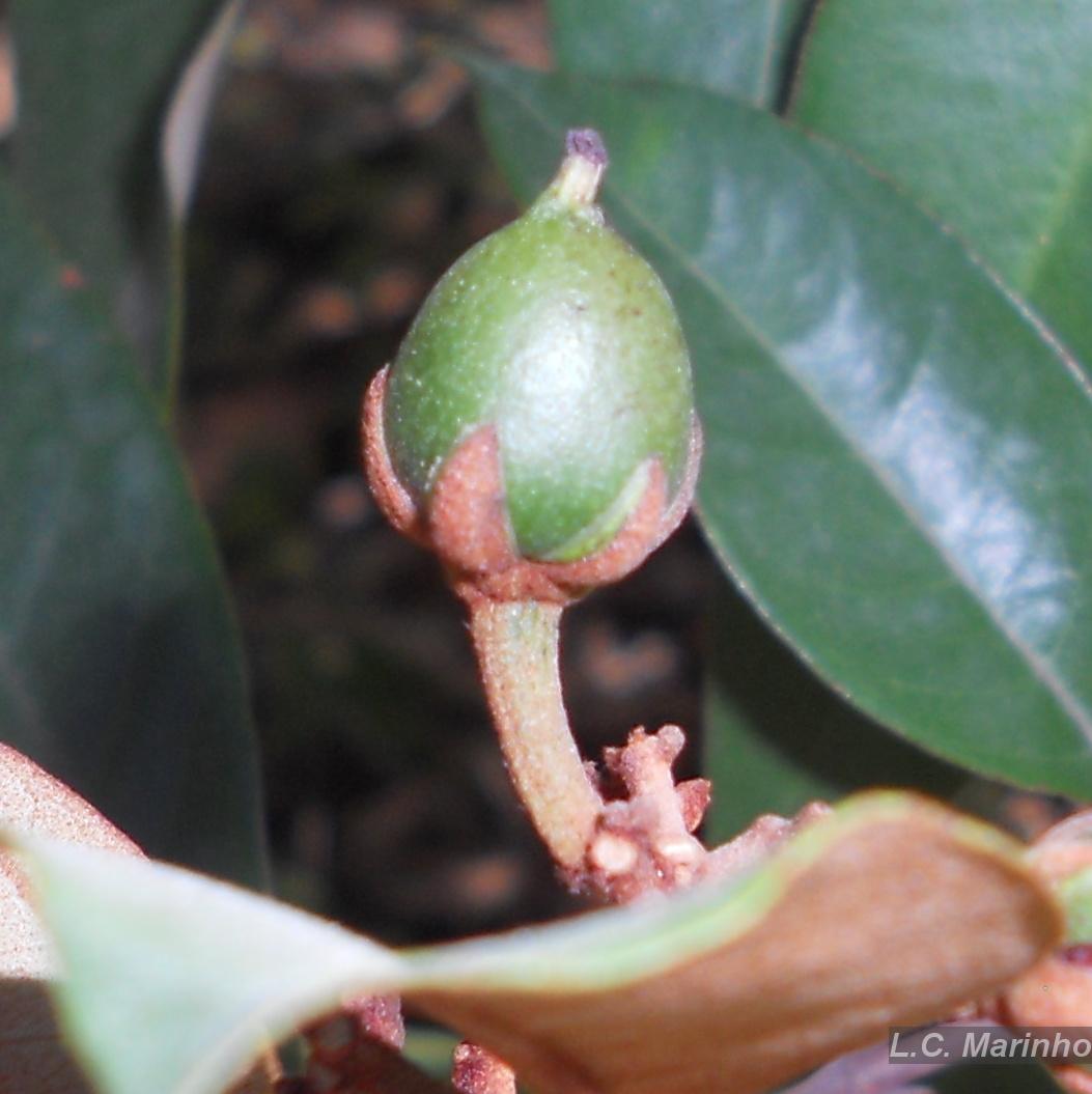 Flora e Funga do Brasil - Vismia guianensis (Aubl.) Choisy