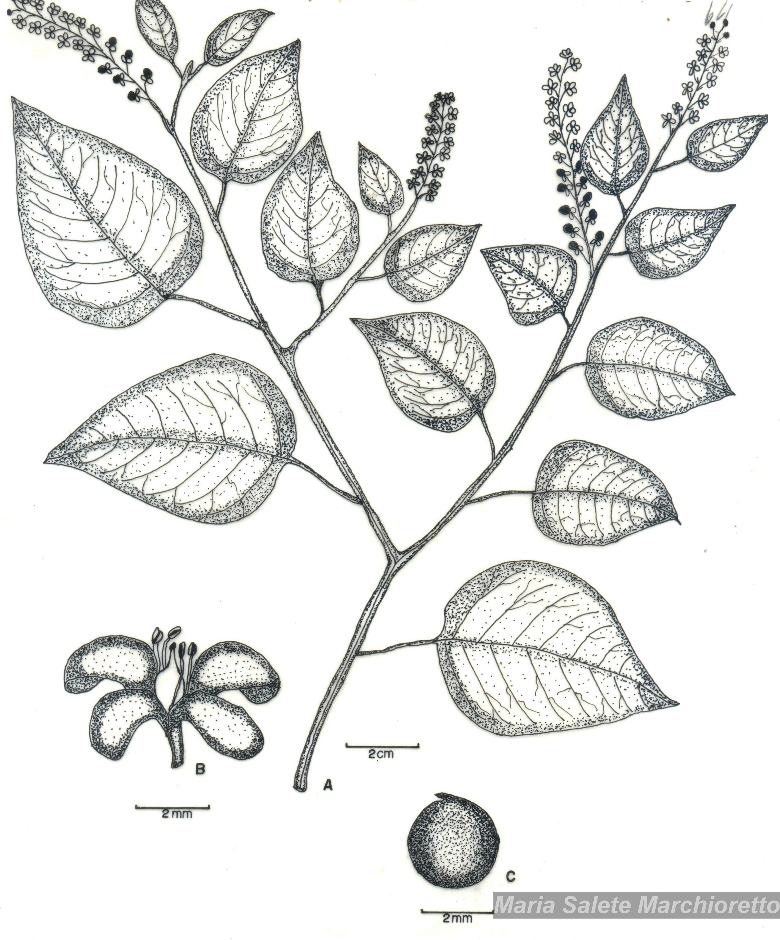 ERMOGENE MIRAGLIA（エルモジェネ　ミラジリア） Flora e Funga do Brasil