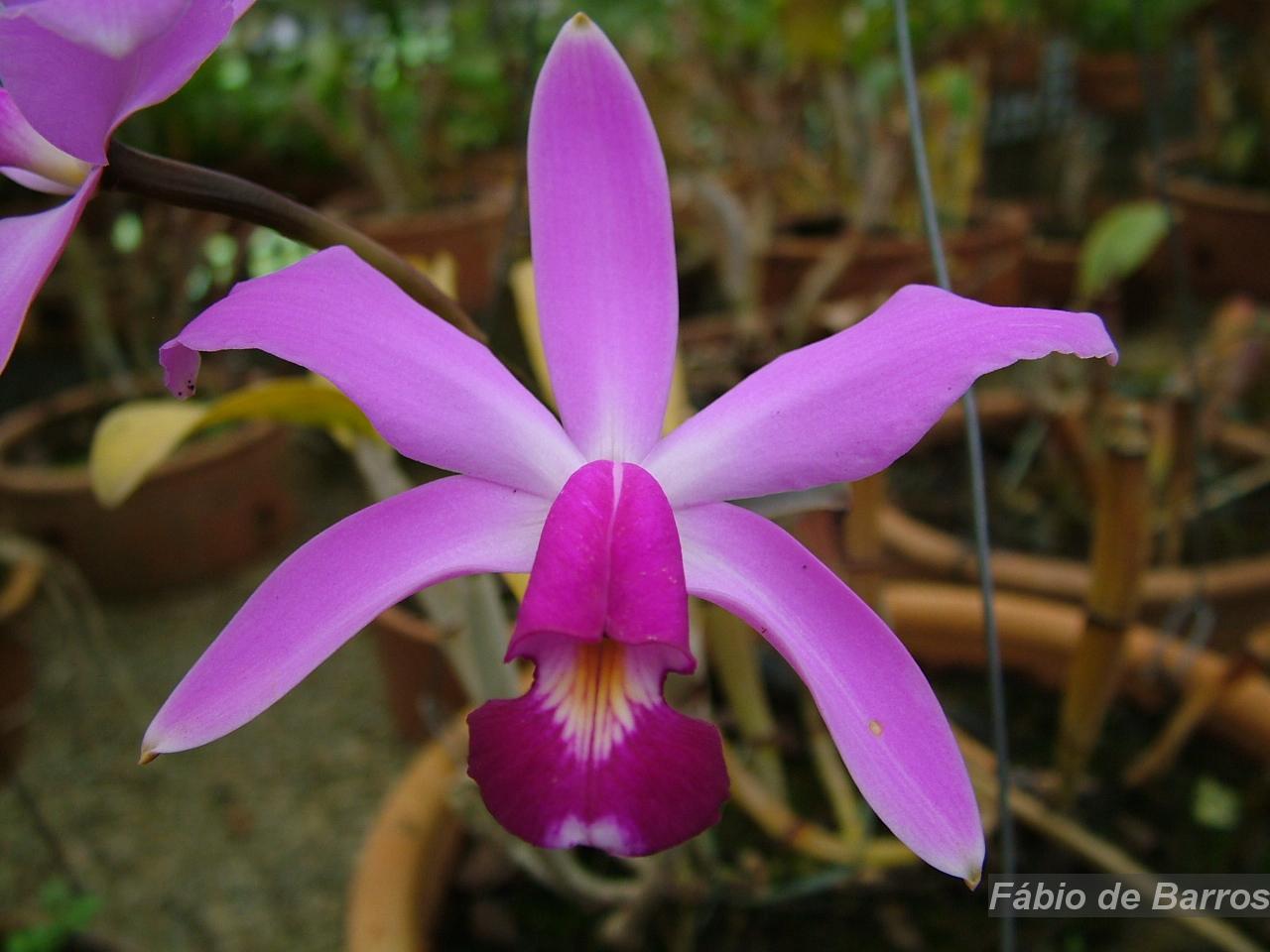 Flora e Funga do Brasil