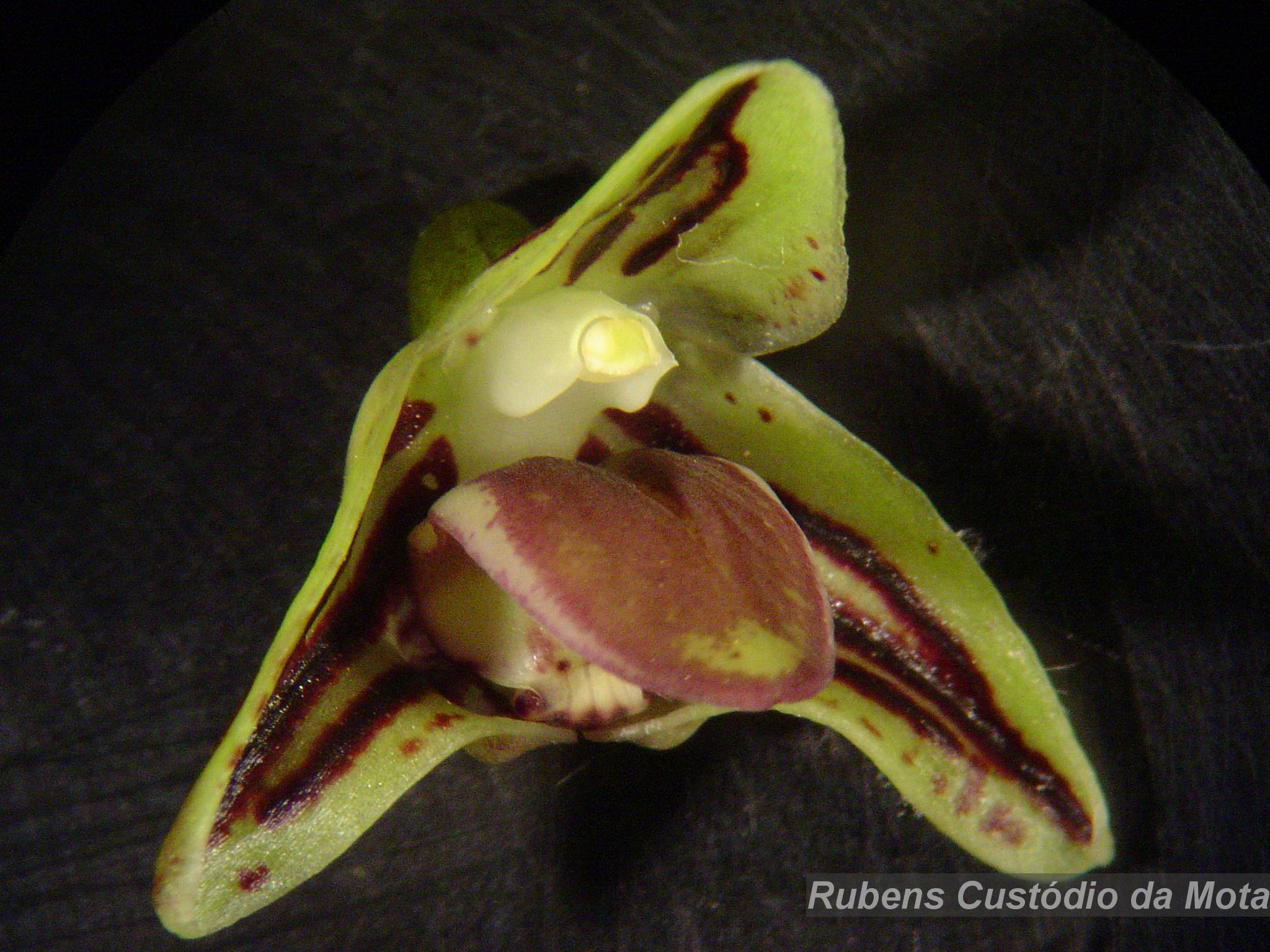 Flora e Funga do Brasil