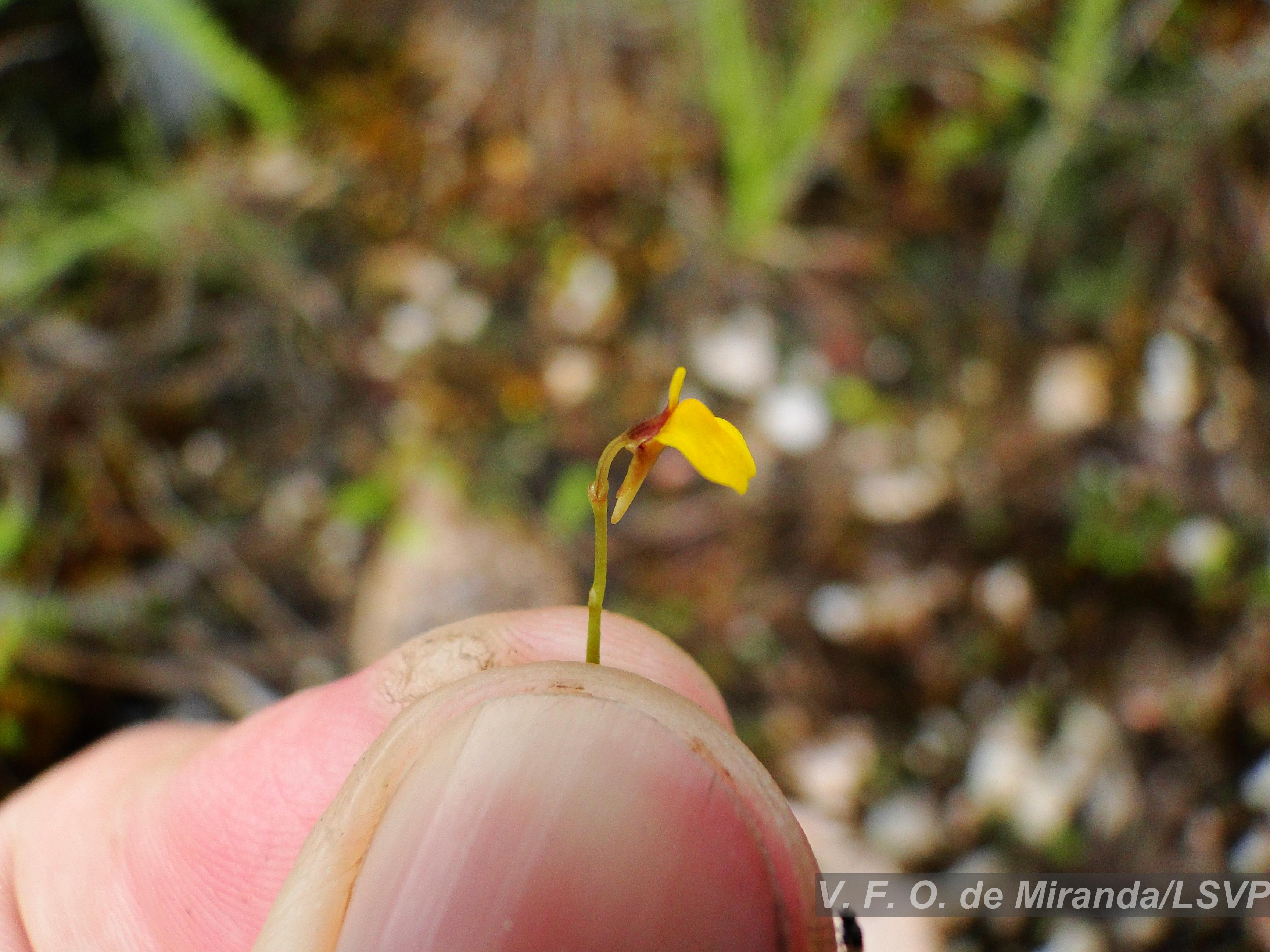 Flora e Funga do Brasil