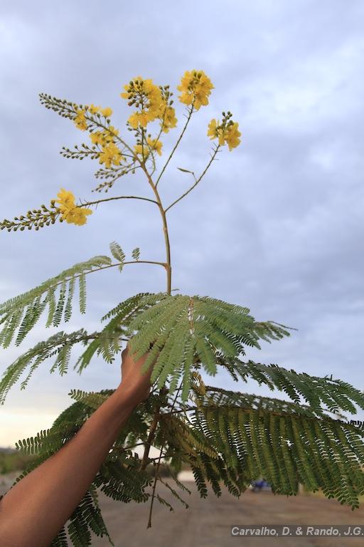Goniophlebium sp. 【LA0216-02】 Genus Goniophlebium · iNaturalist