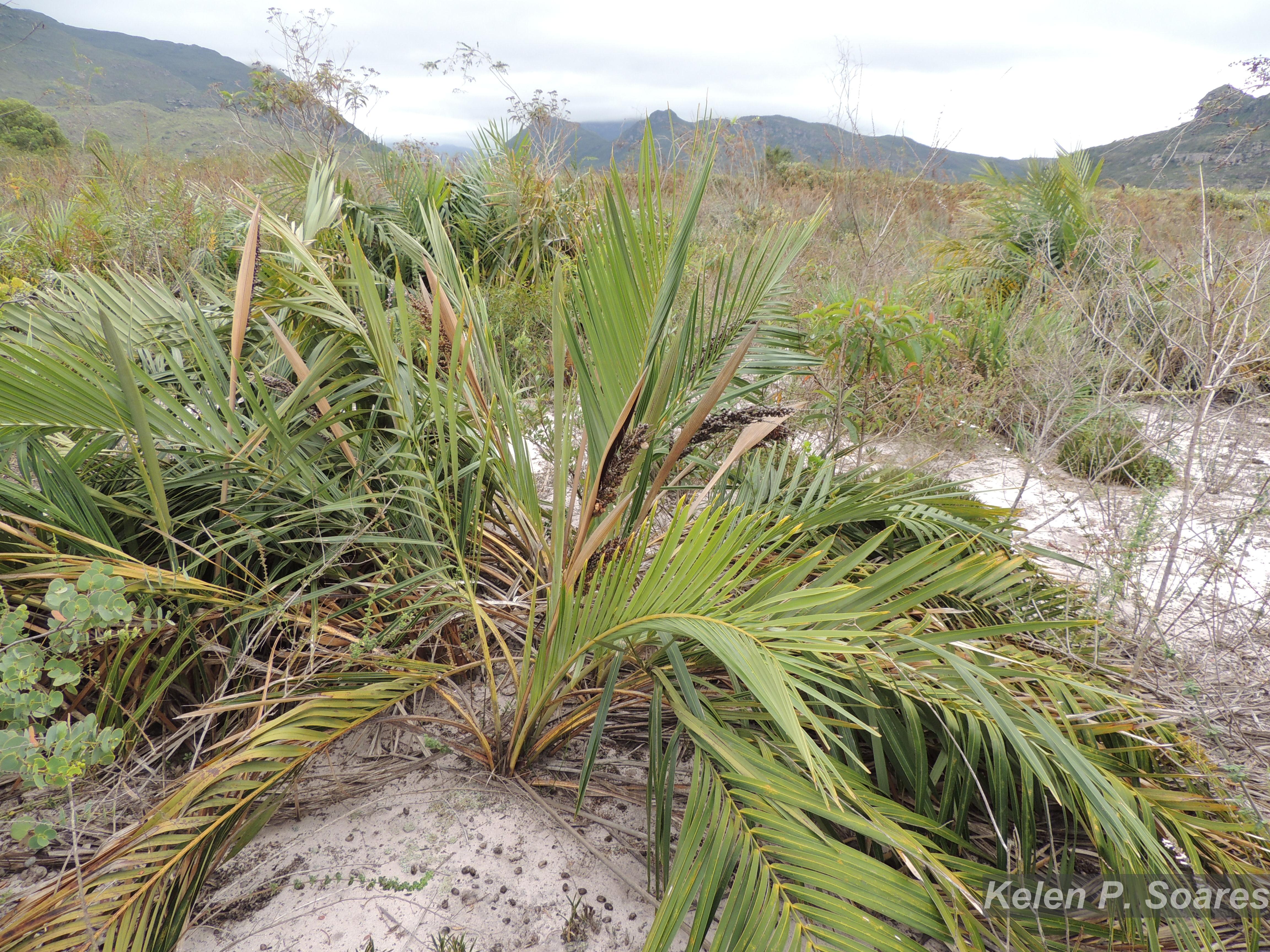 Flora e Funga do Brasil
