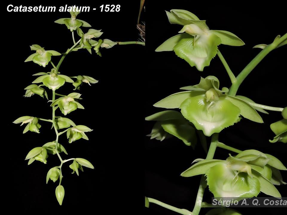 Flora e Funga do Brasil