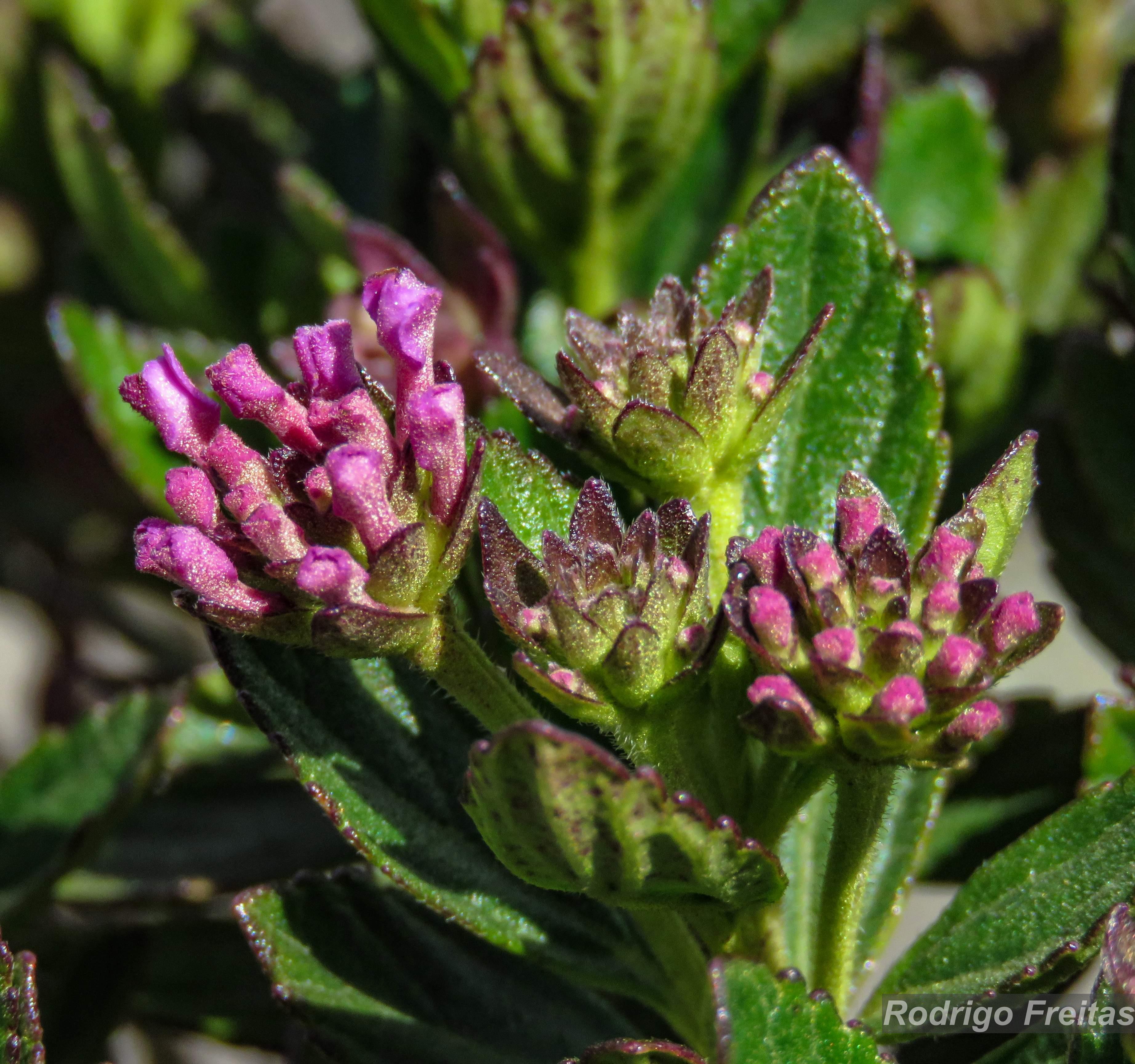 Brazilian Flora Checklist - Lippia triplinervis Gardner