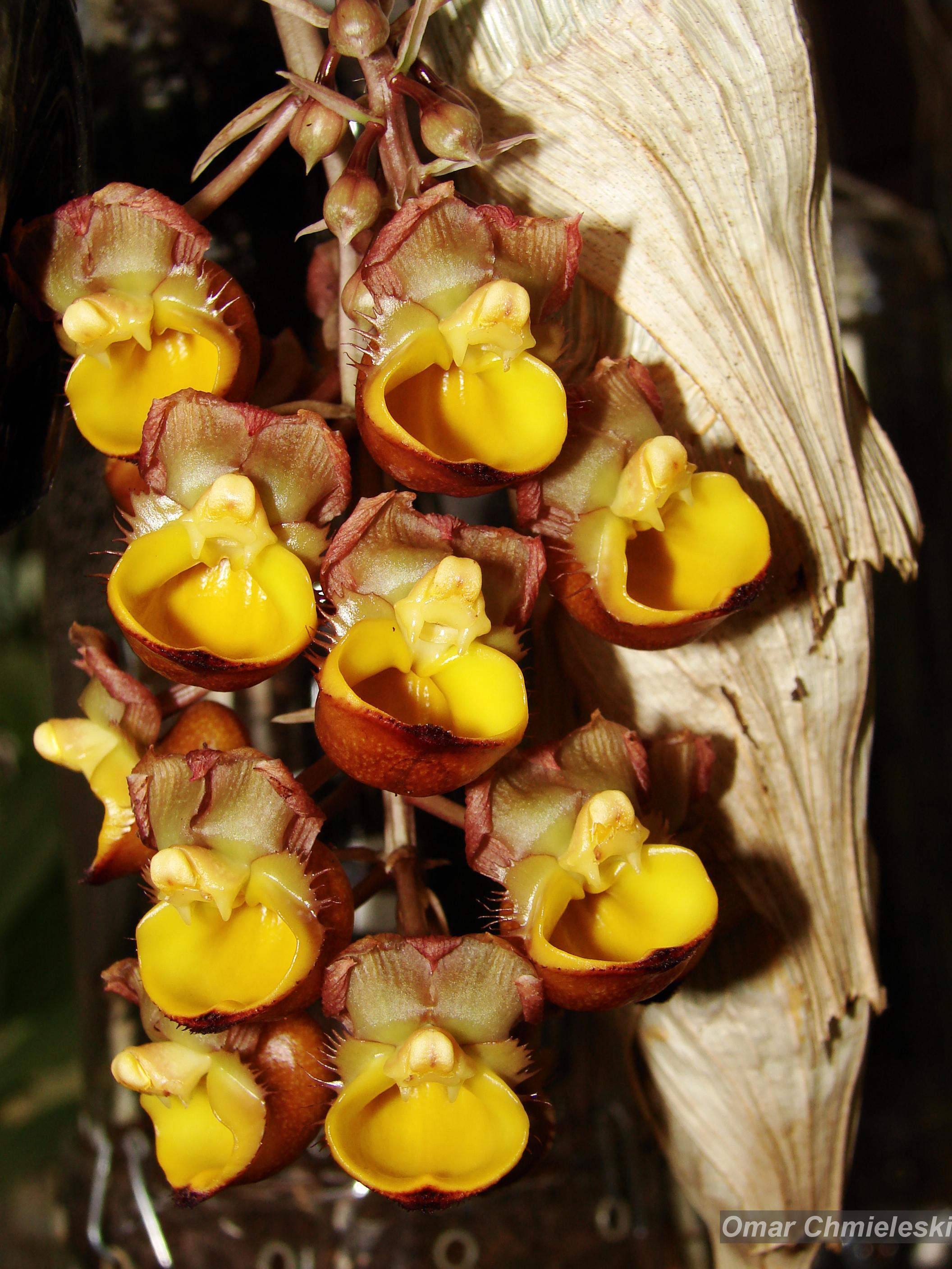 Flora e Funga do Brasil