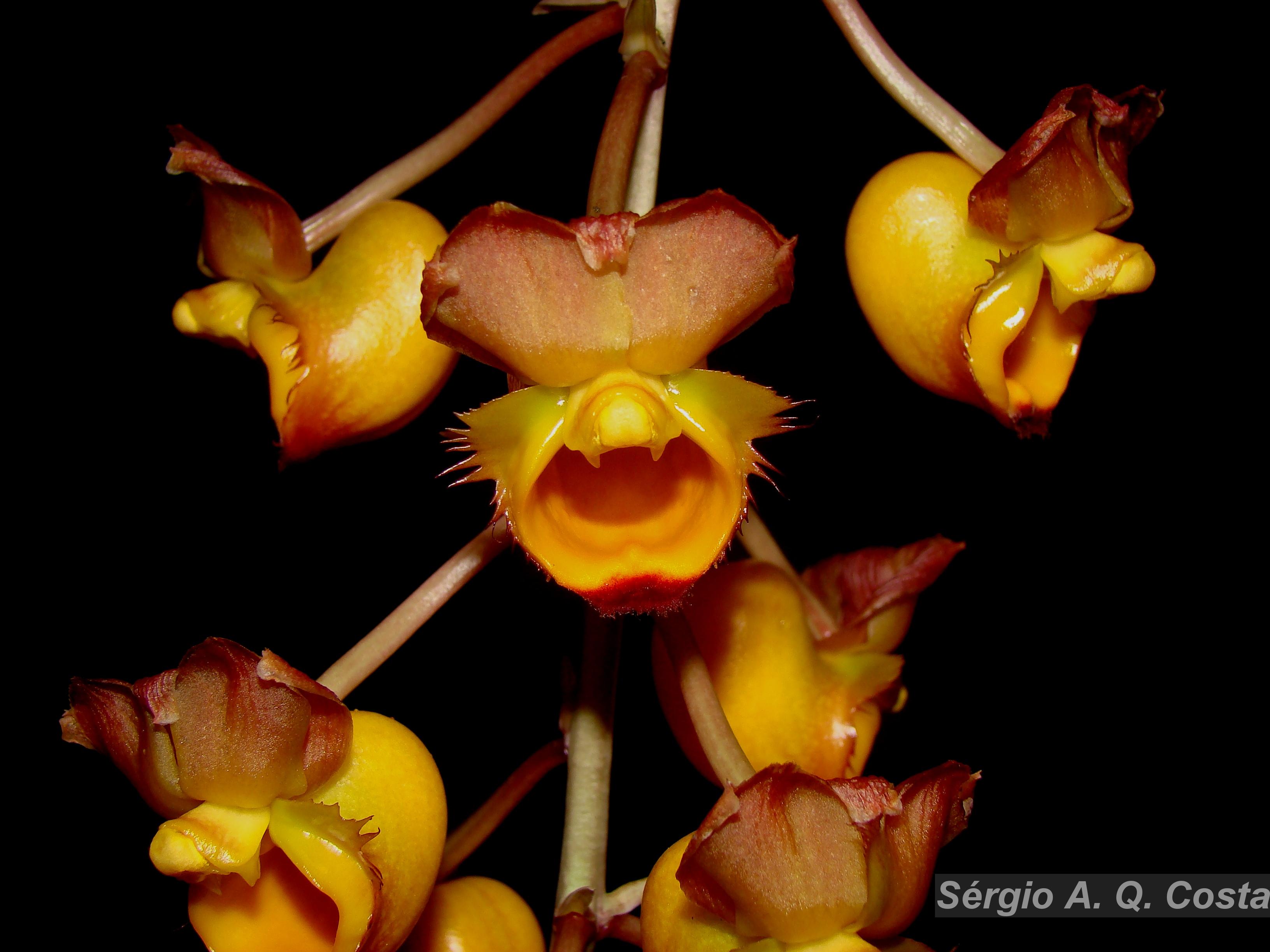 Flora e Funga do Brasil