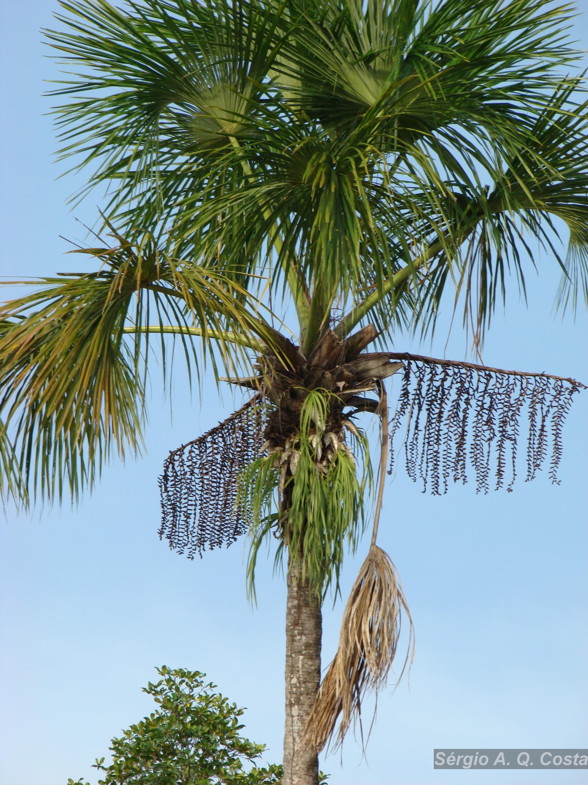 Flora e Funga do Brasil