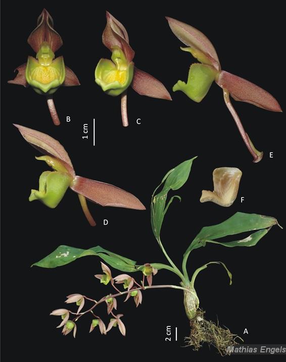 Flora e Funga do Brasil