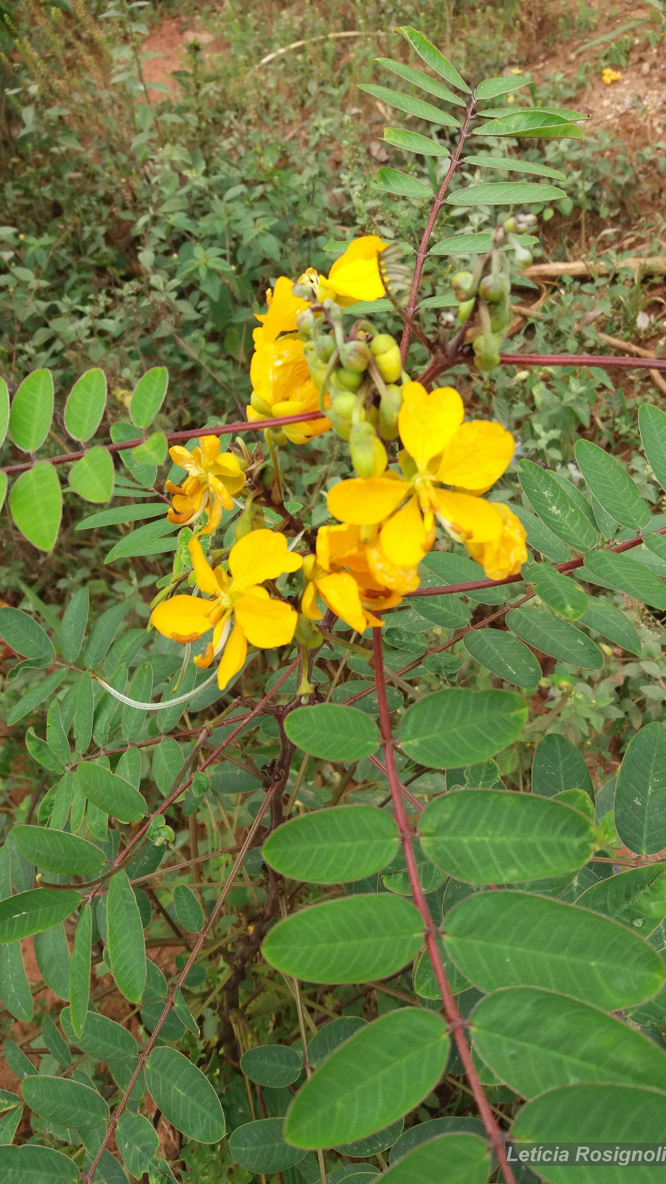 Goniophlebium sp. 【LA0216-02】 Flora e Funga do Brasil