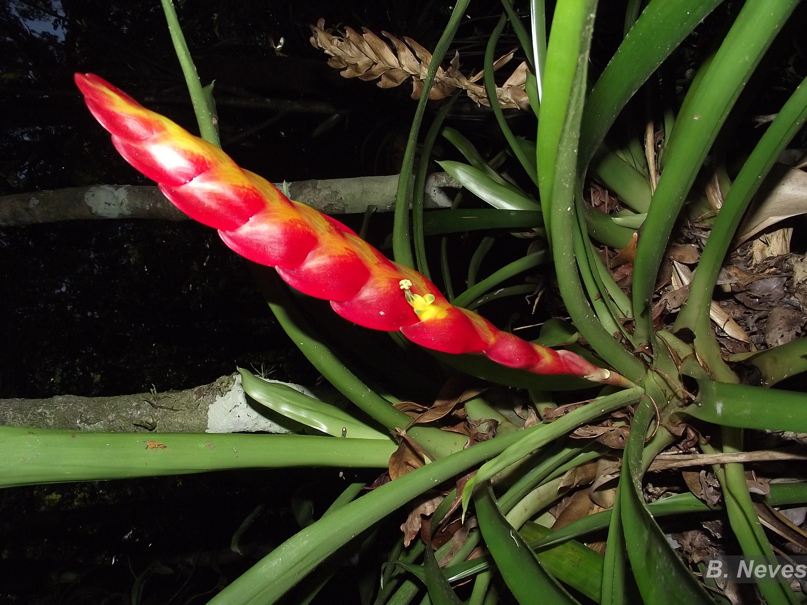 Flora e Funga do Brasil