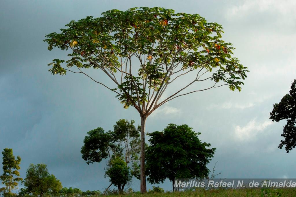 Flora e Funga do Brasil - Garcinia macrophylla Mart.