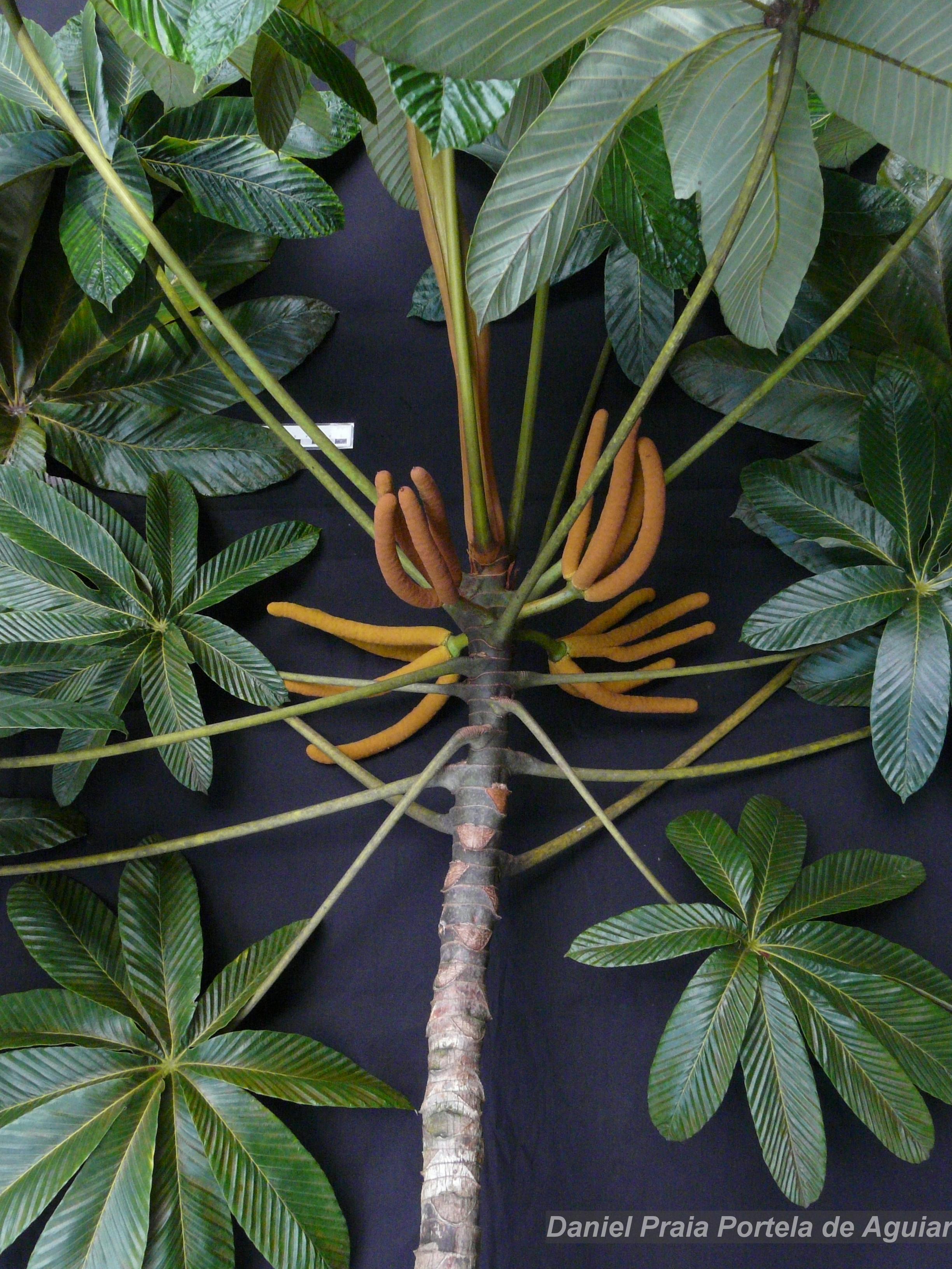 Flora e Funga do Brasil - Garcinia macrophylla Mart.
