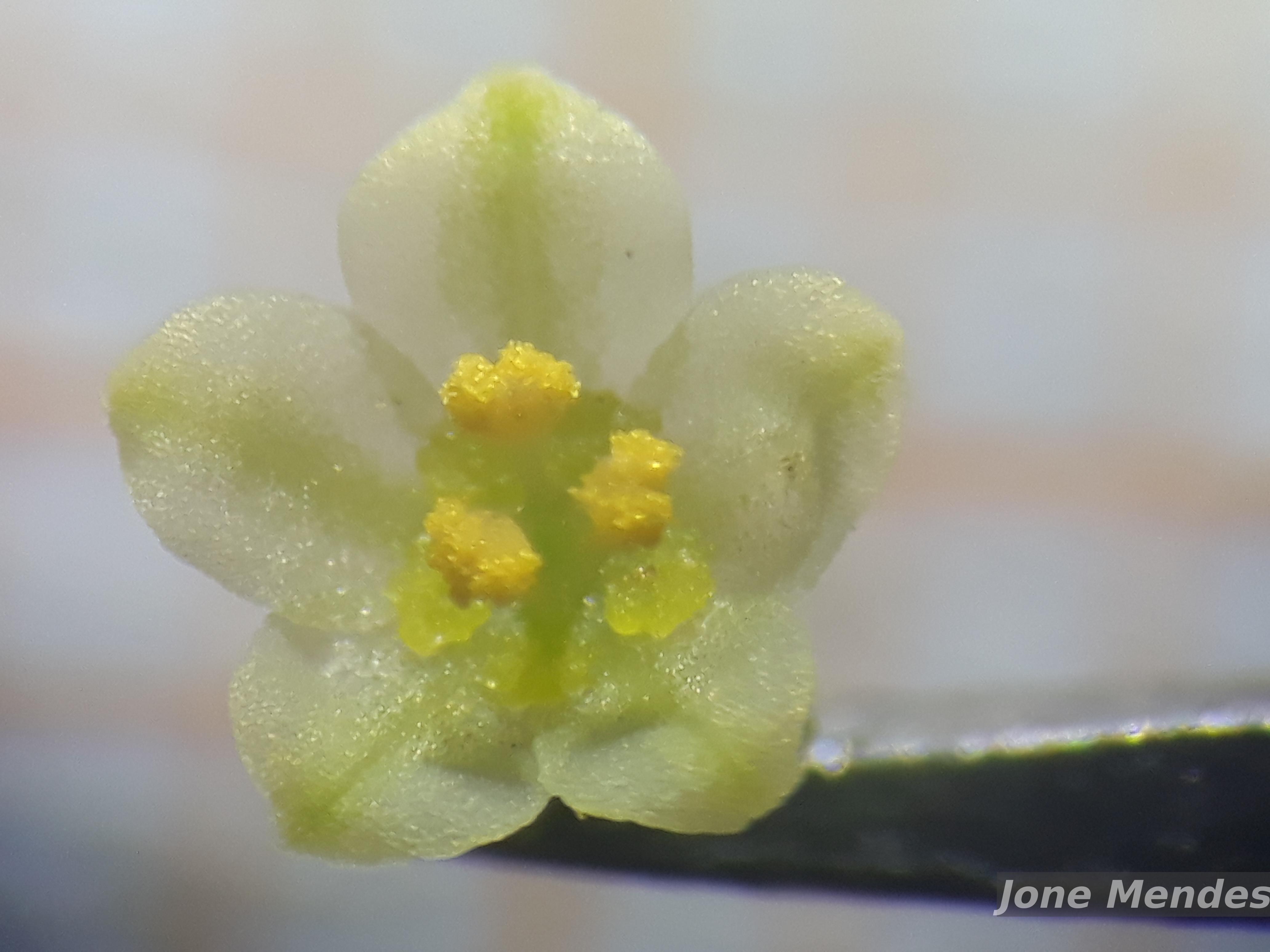 Flora e Funga do Brasil