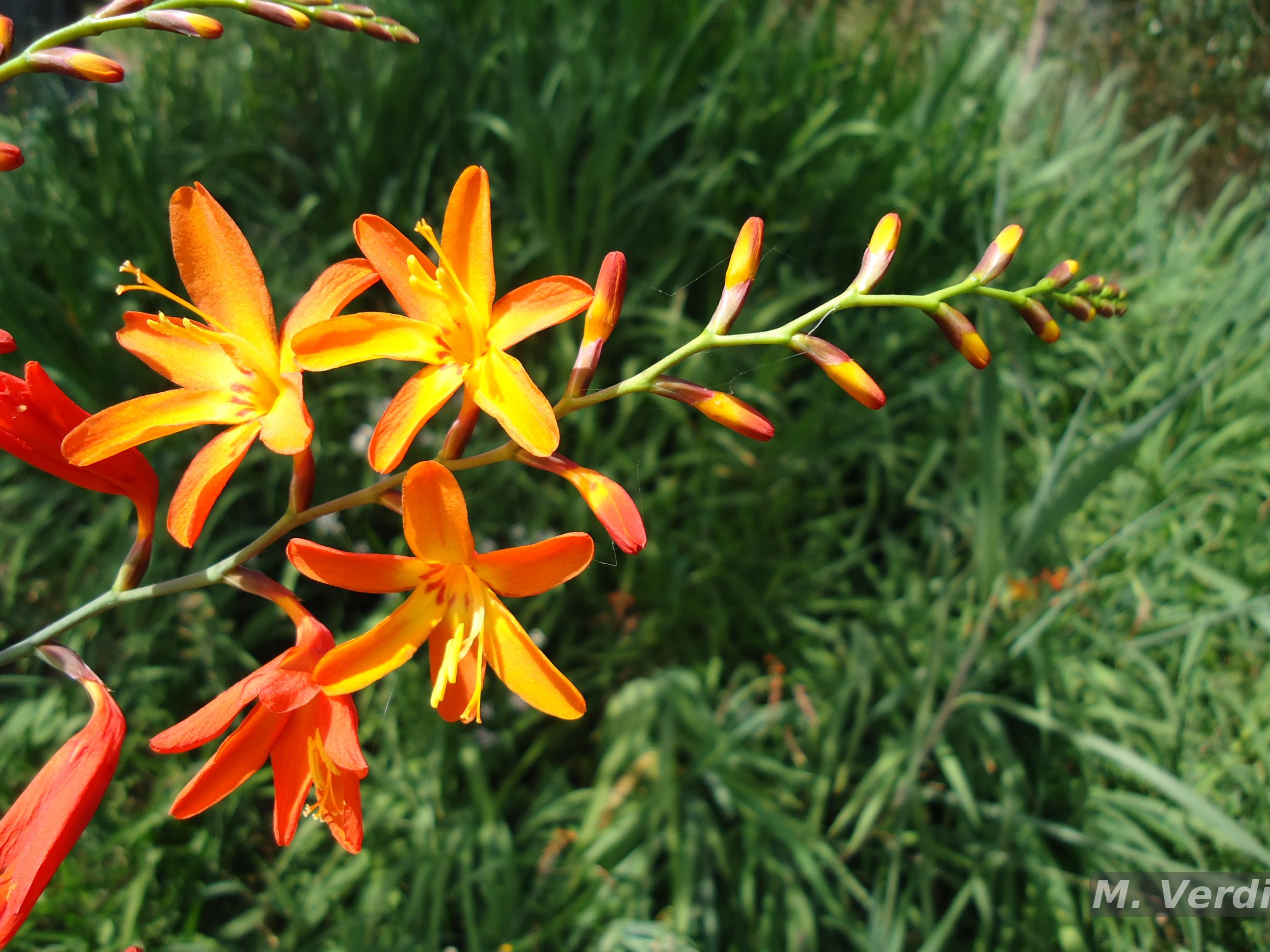 Flora e Funga do Brasil