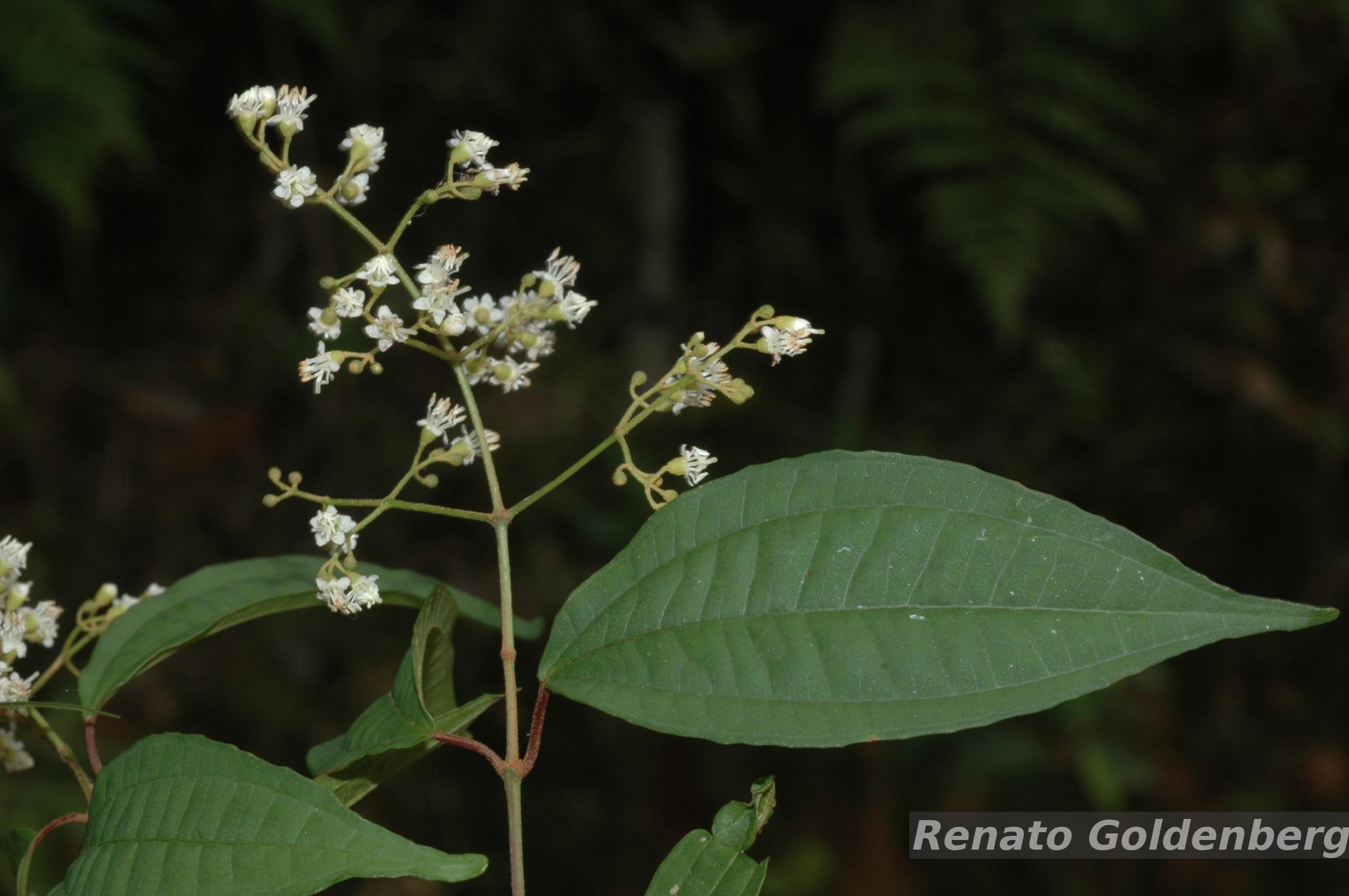 Flora e Funga do Brasil