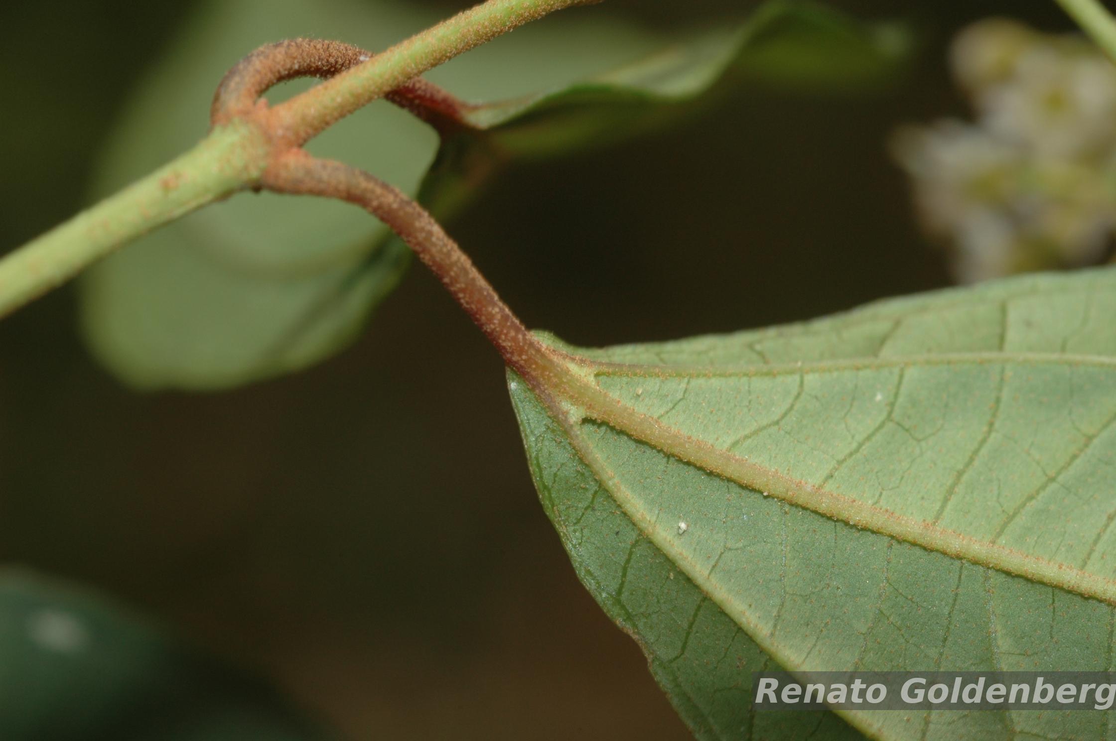DEGさん専用　中型 塊根植物 Foquieria pulpusii Flora e Funga do Brasil
