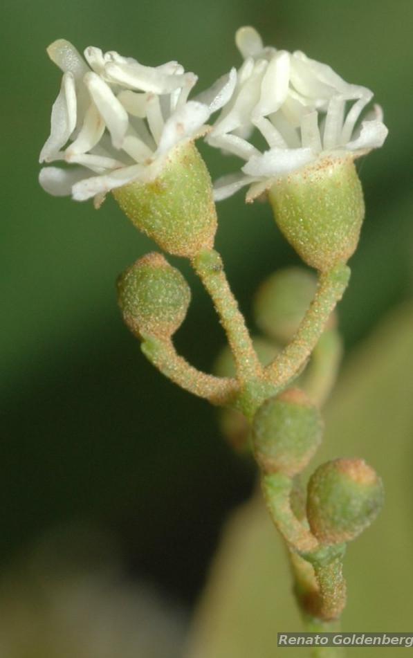 Flora e Funga do Brasil