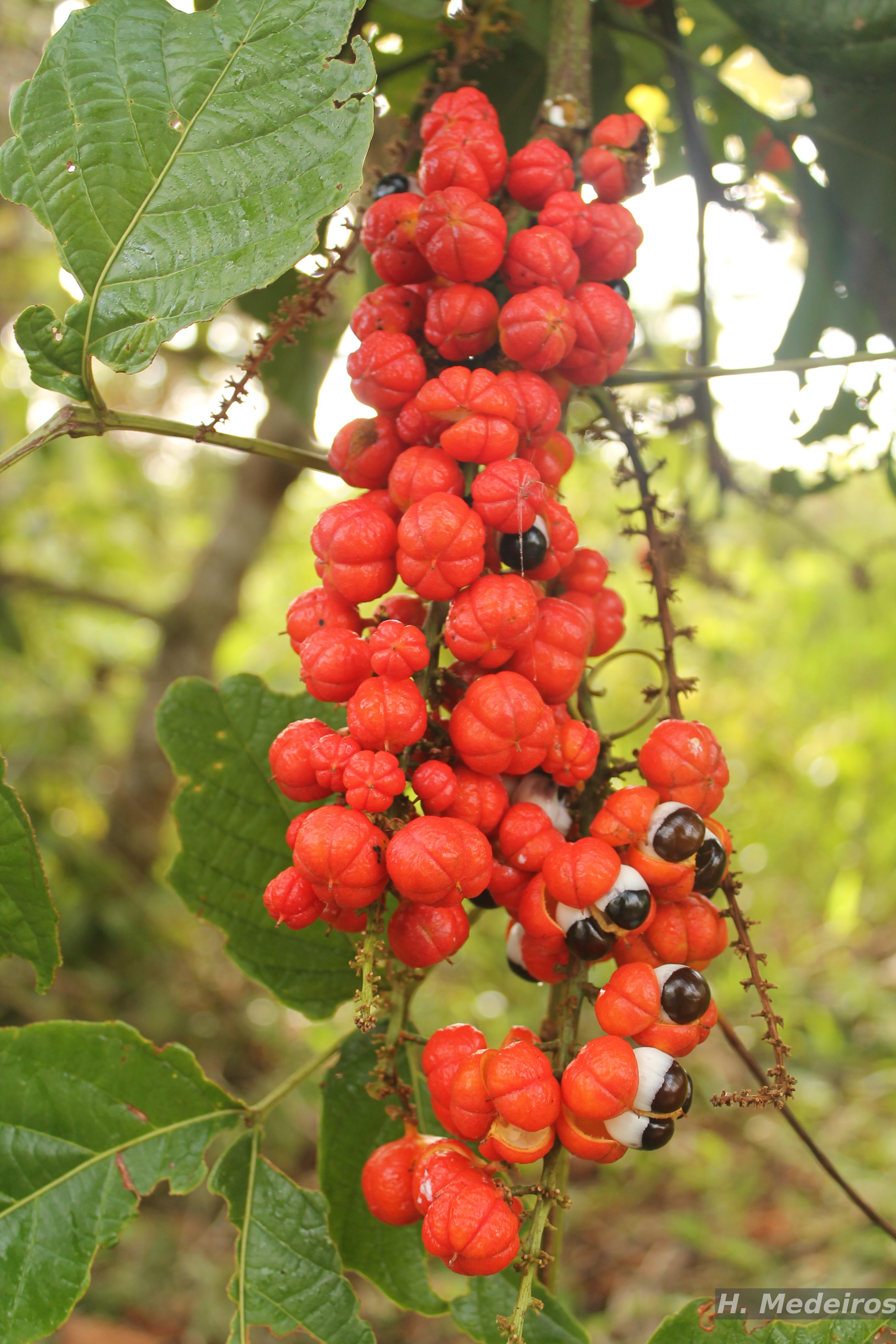 DEGさん専用　中型 塊根植物 Foquieria pulpusii Flora e Funga do Brasil